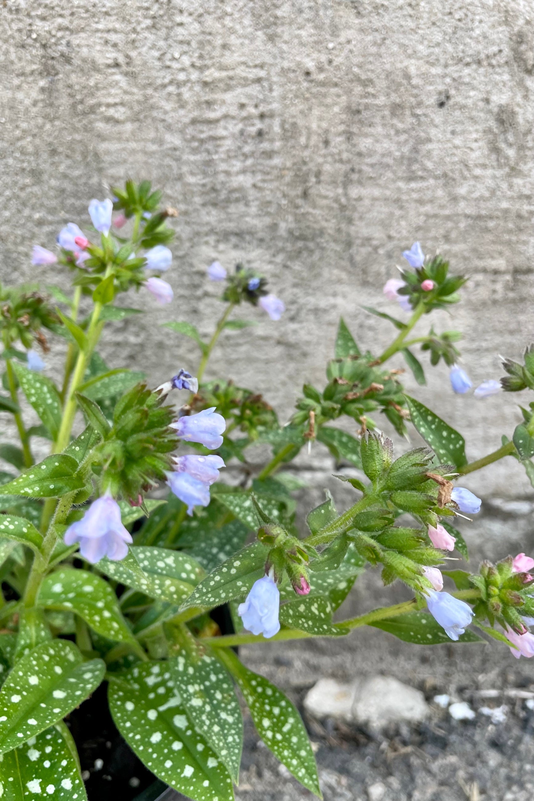detail picture of the light blue flowers on top of green with silver spotted leaves of Pulmonary 'Roy Davidson' in middle of May. ©Sprout Home