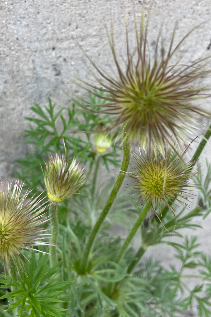 The seed pods after flowering of the Pulsatilla vulgarism after the petals fall off the end of May.