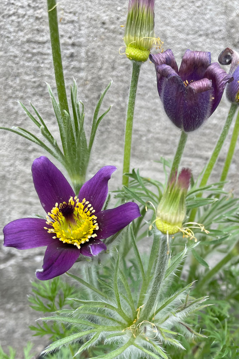 The open purple flowers with yellow centers of the Pulsatilla vulgaris the beginning of May.