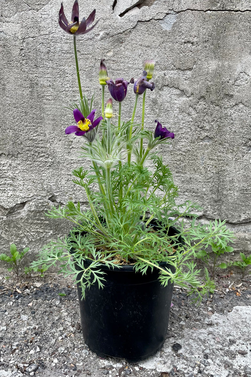 #1 pot size of Pulsatilla vulgarism in full bloom the beginning of May with purple flowers and soft light green foliage in front of a concrete wall. 
