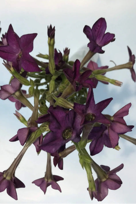Bouquet of purple Nicotiana flowers on a light blue background ©Hudson Valley Seed Co.