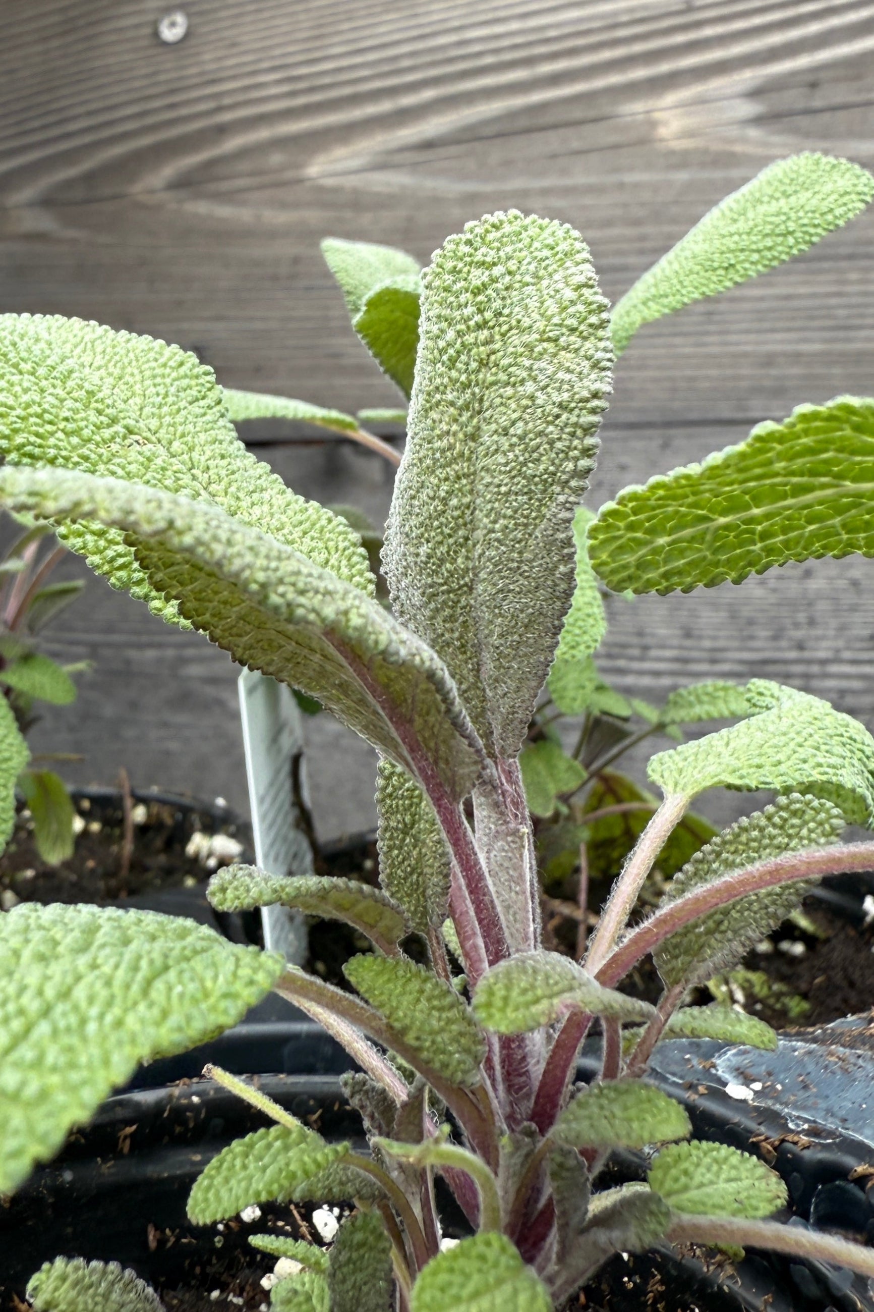 Salvia officinalis "Purple Sage" leaves up close in April ©Sprout Home