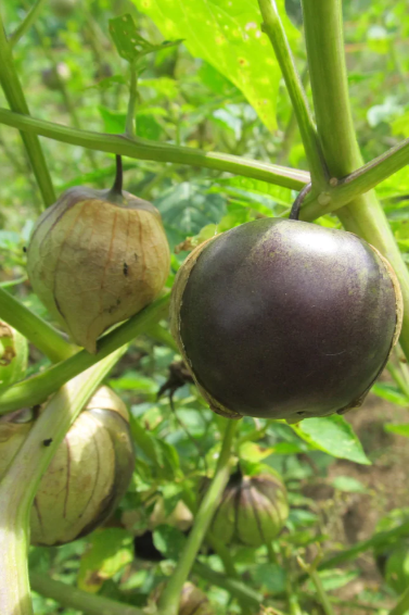 Purple Tomatillo plant with its fruit up close by Hudson Valley Seed Company ©Hudson Valley Seed Co.
