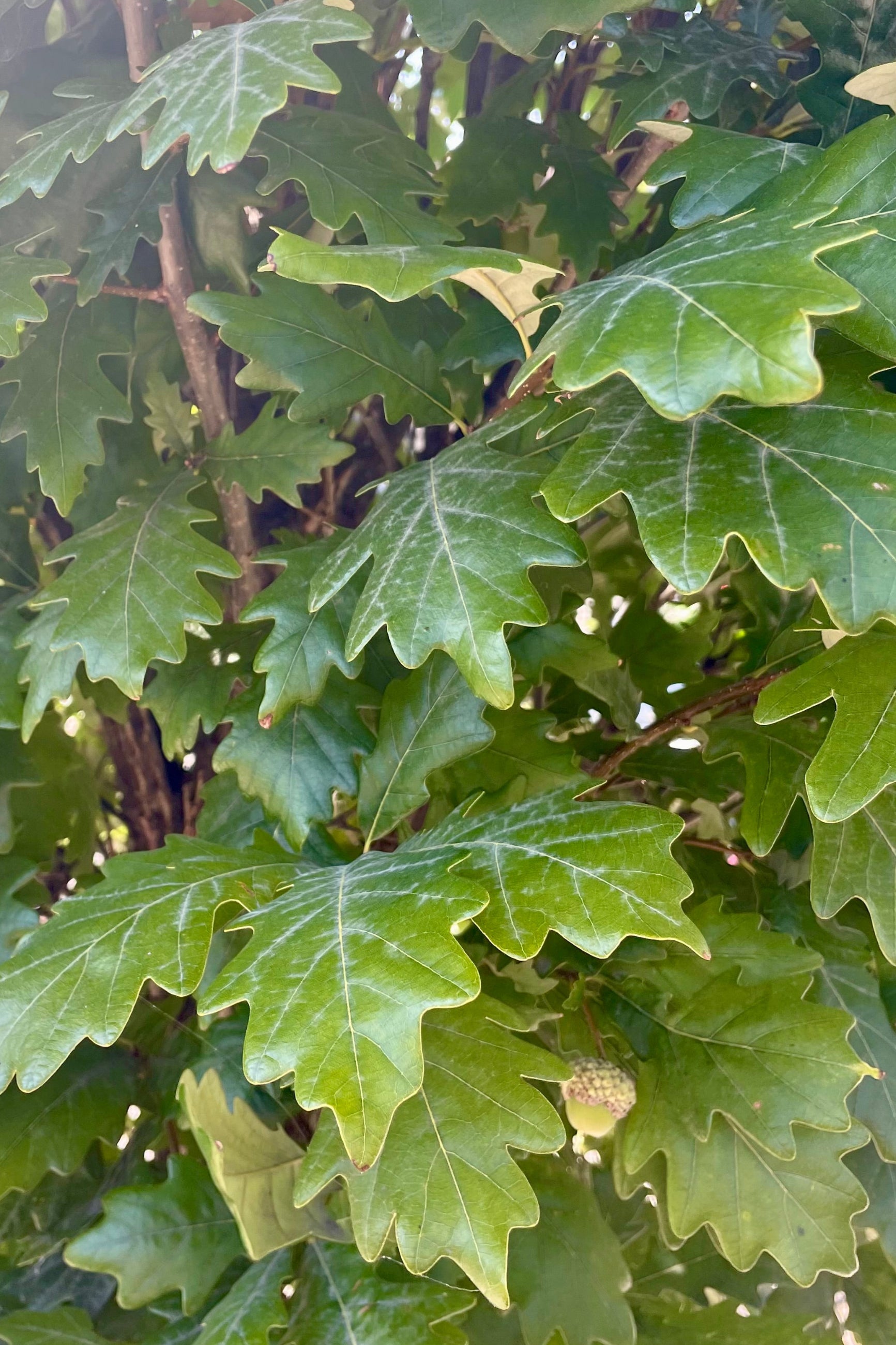 close photo of a green acorn among oak leaf foliage in early September. Quercus 'Royal Prince' ©Sprout Home