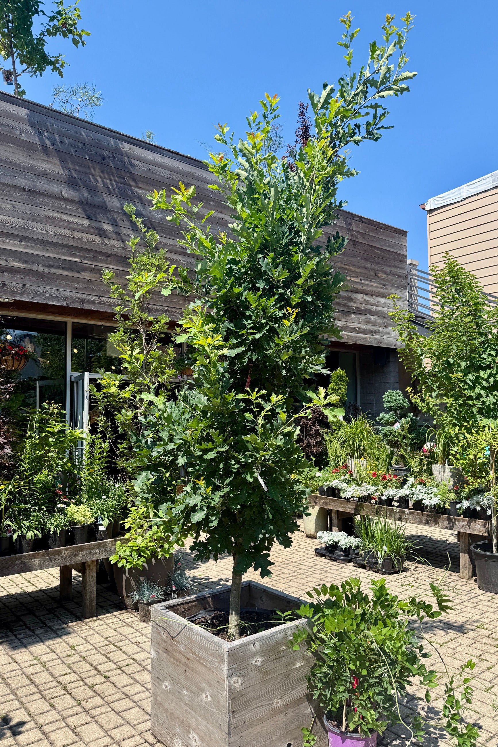 Quercus 'Crimson Spire' #25 outside the beginning of July ©Sprout Home