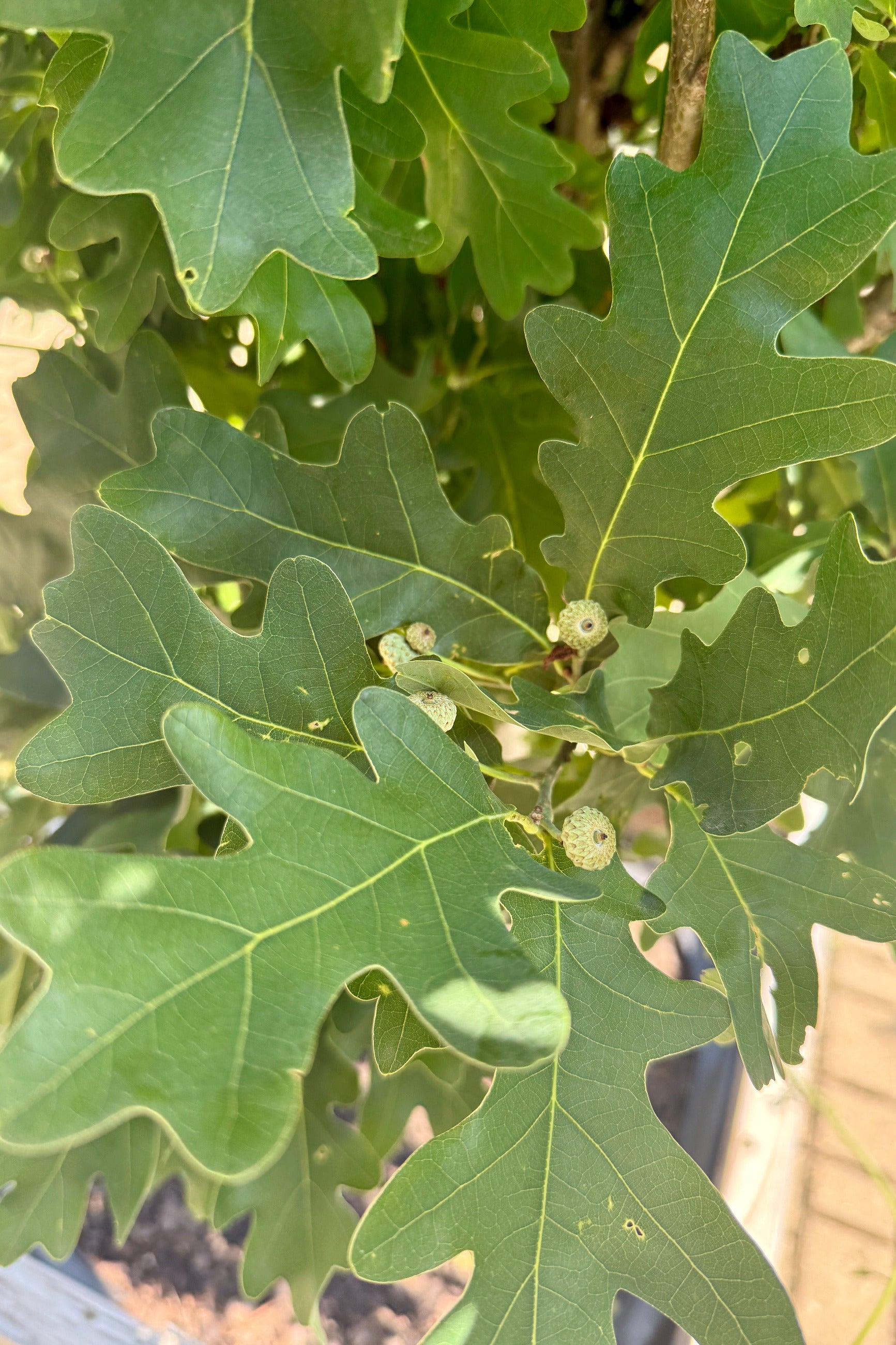Quercus 'Crimson Spire' up close the beginning of July ©Sprout Home