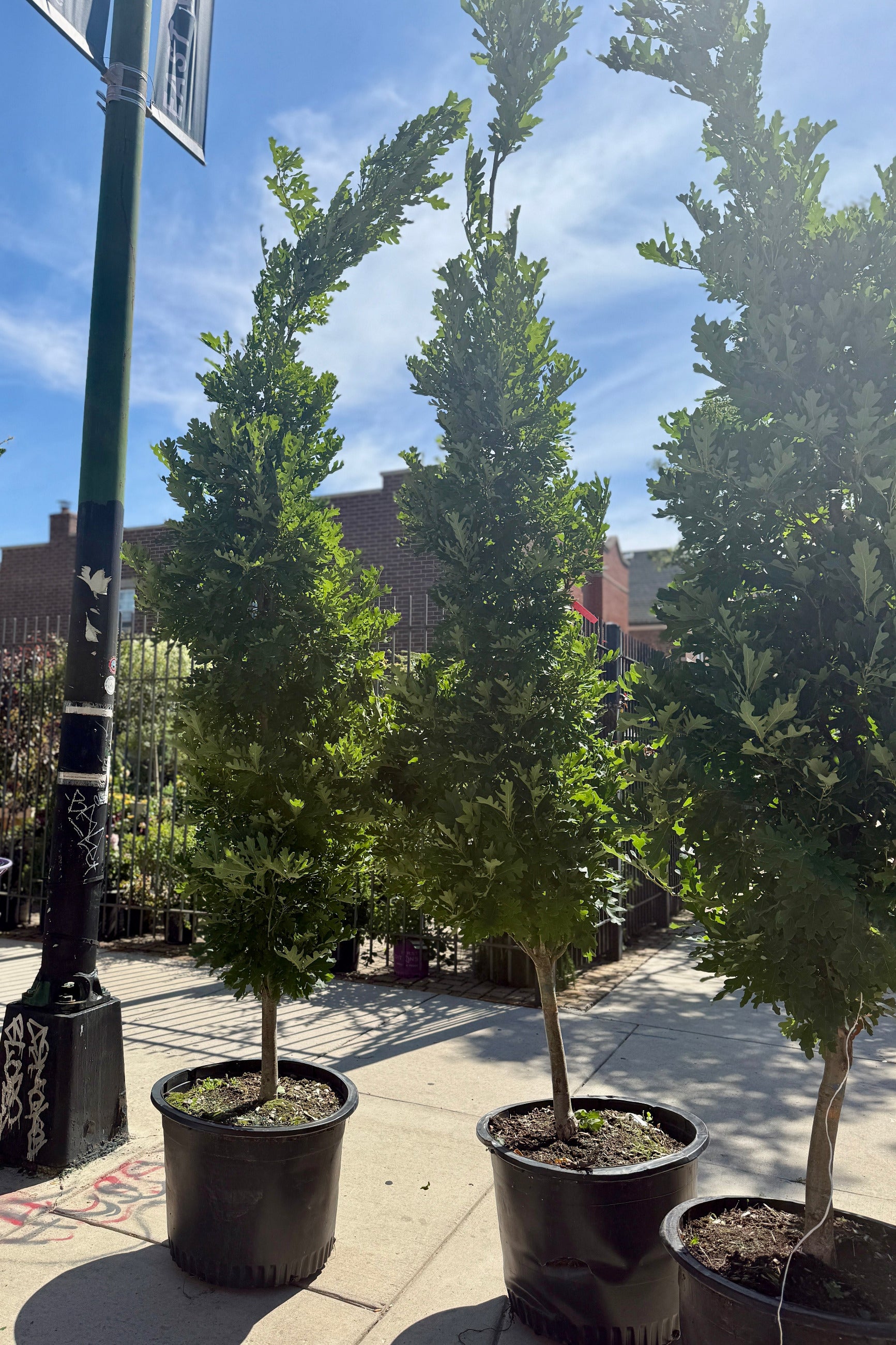 Three Quercus 'Crimson Spire' #25 at the end of June just unloaded off a truck ©Sprout Home