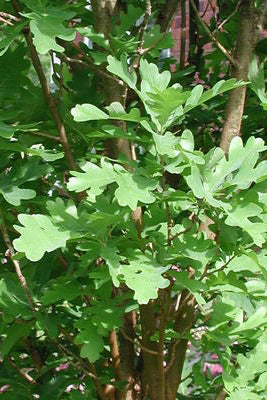Close-up of green leaves of Quercus 'Crimson Spire' ©Bailey Nurseries