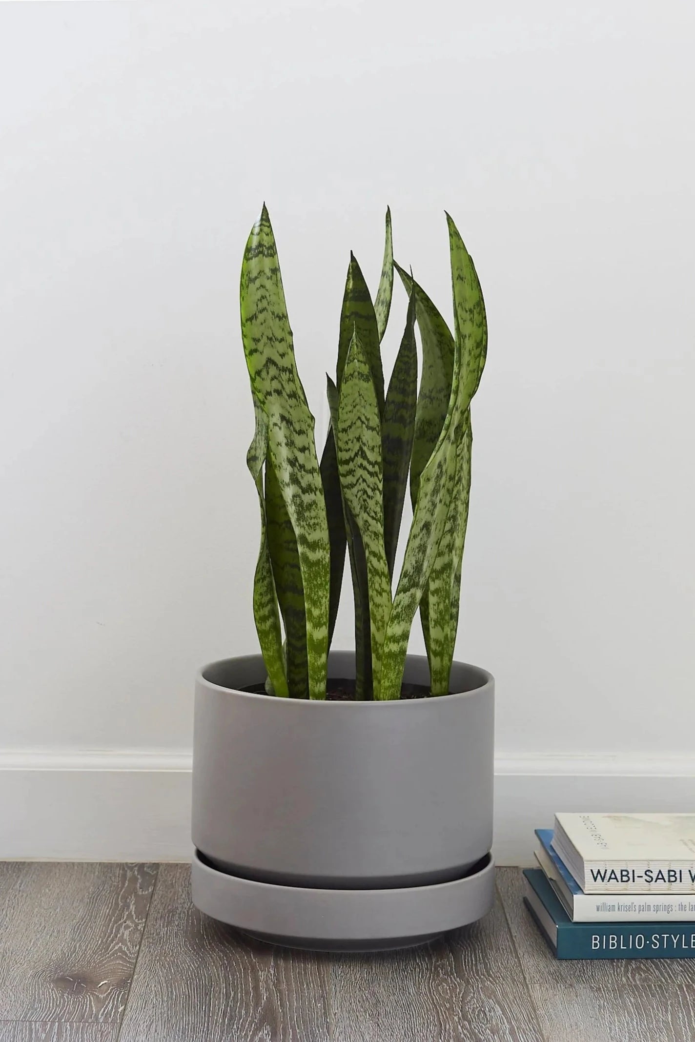 LBE Design Revival Ceramics Grey Round Two planter with a snake plant inside next to a stack of books.