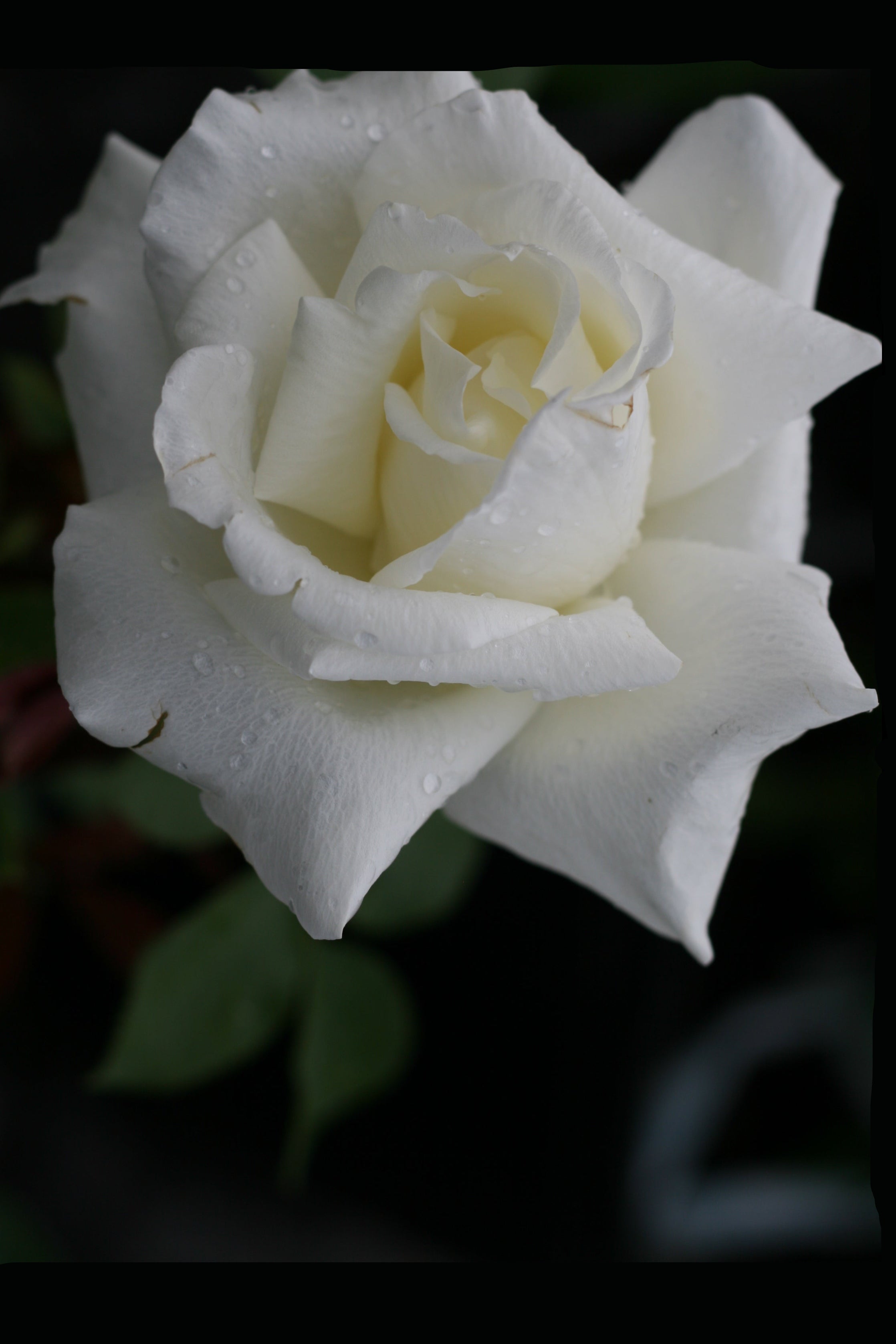 Rosa 'Honor' flower flower completely open and showing its soft white petals up close ©Lincoln Nurseries