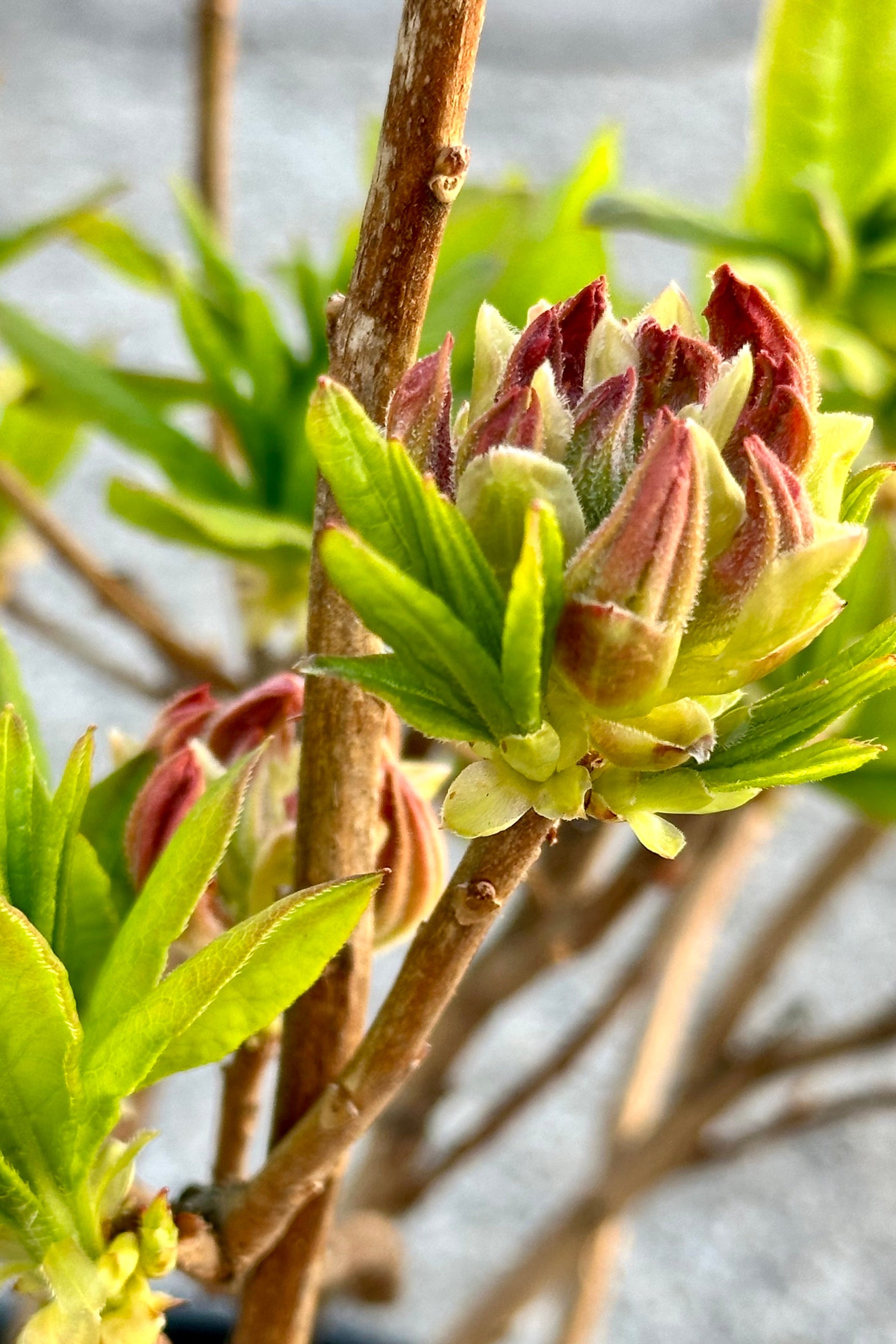 The flower buds starting to show some color the end of April on the Rhododendron "Mandarin Lights' Azalea in the Sprout Home yard. ©Sprout Home