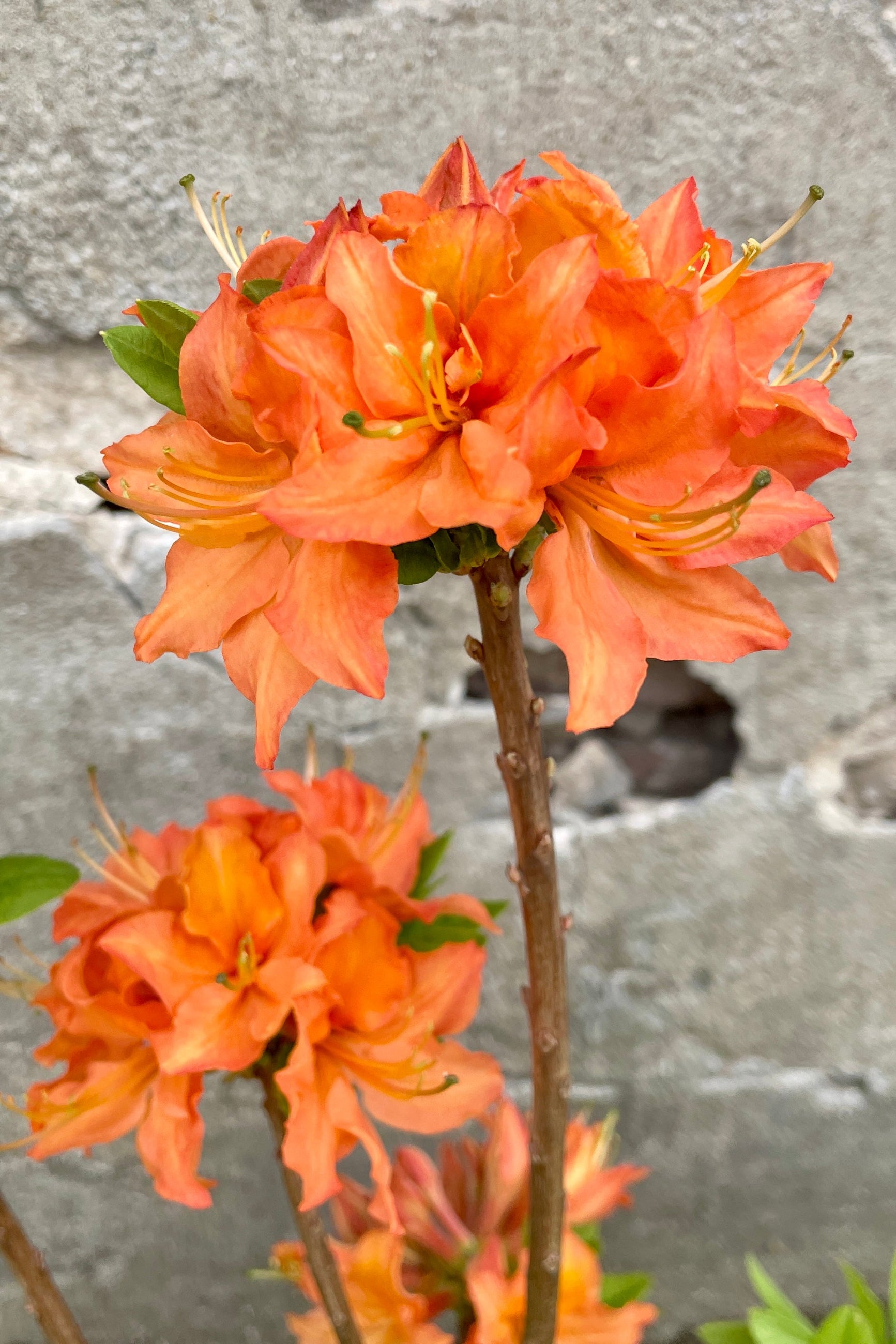 The light but bright orange flowers the beginning of May of the 'Mandarin LIghts' Azalea shrub at Sprout Home. ©Sprout Home