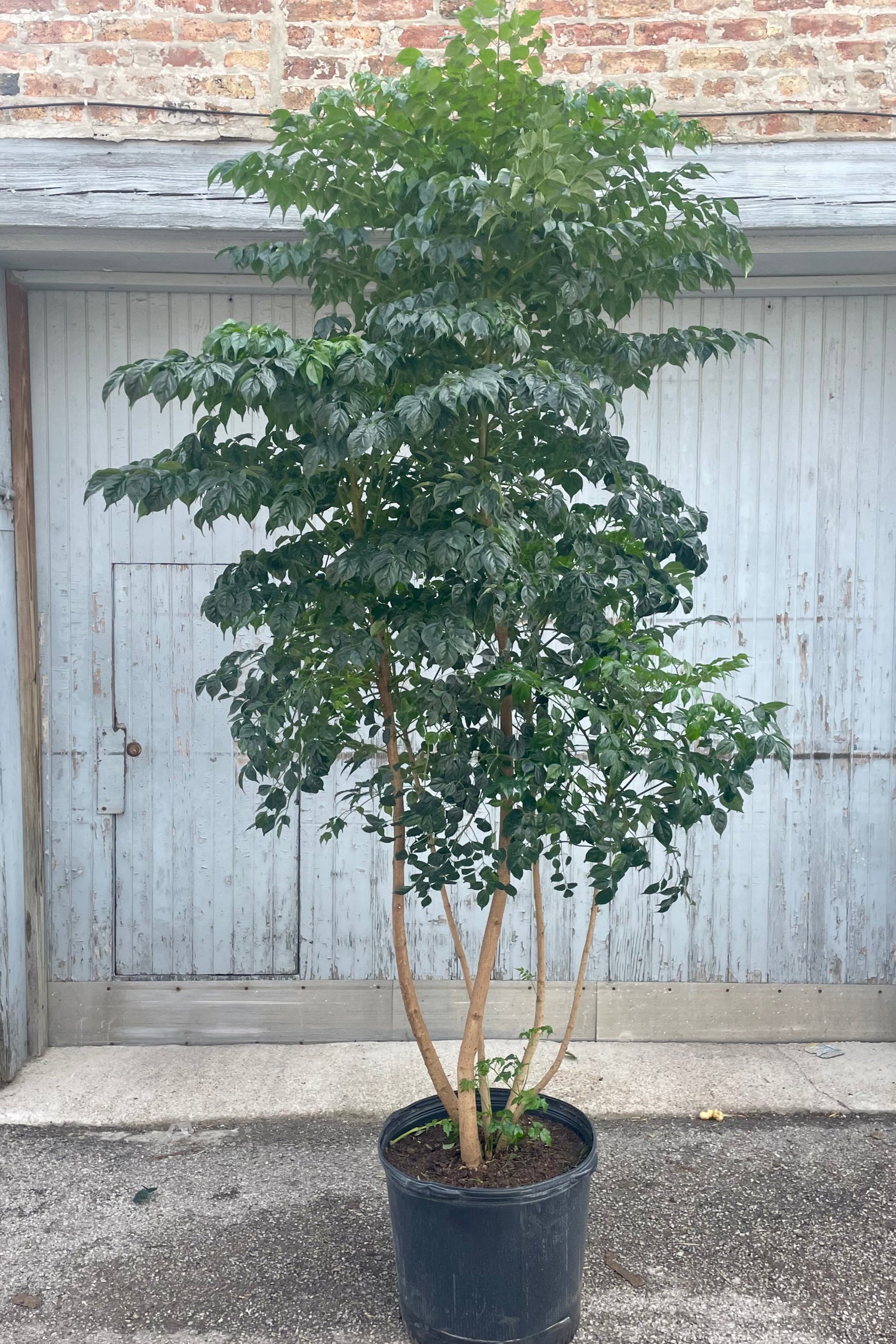 Photo of a specimen multi-trunk Radermachera sinica tree in a black pot in front of a gray and brick wall. ©Sprout Home