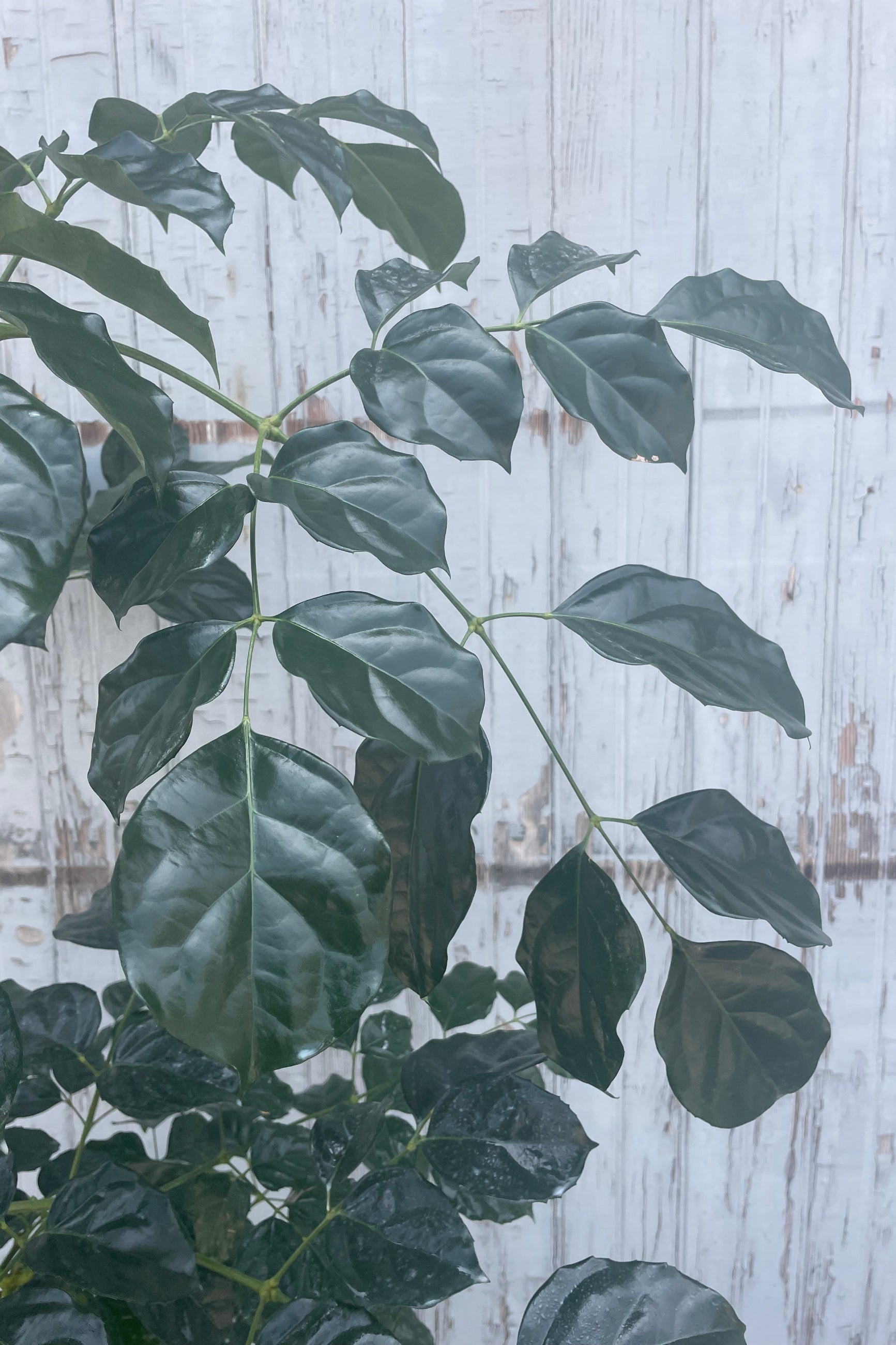 A close photo of leaflets of dark green in front of a gray wall. These bipinnately compound leaves belong to Radermachera sinica. ©Sprout Home