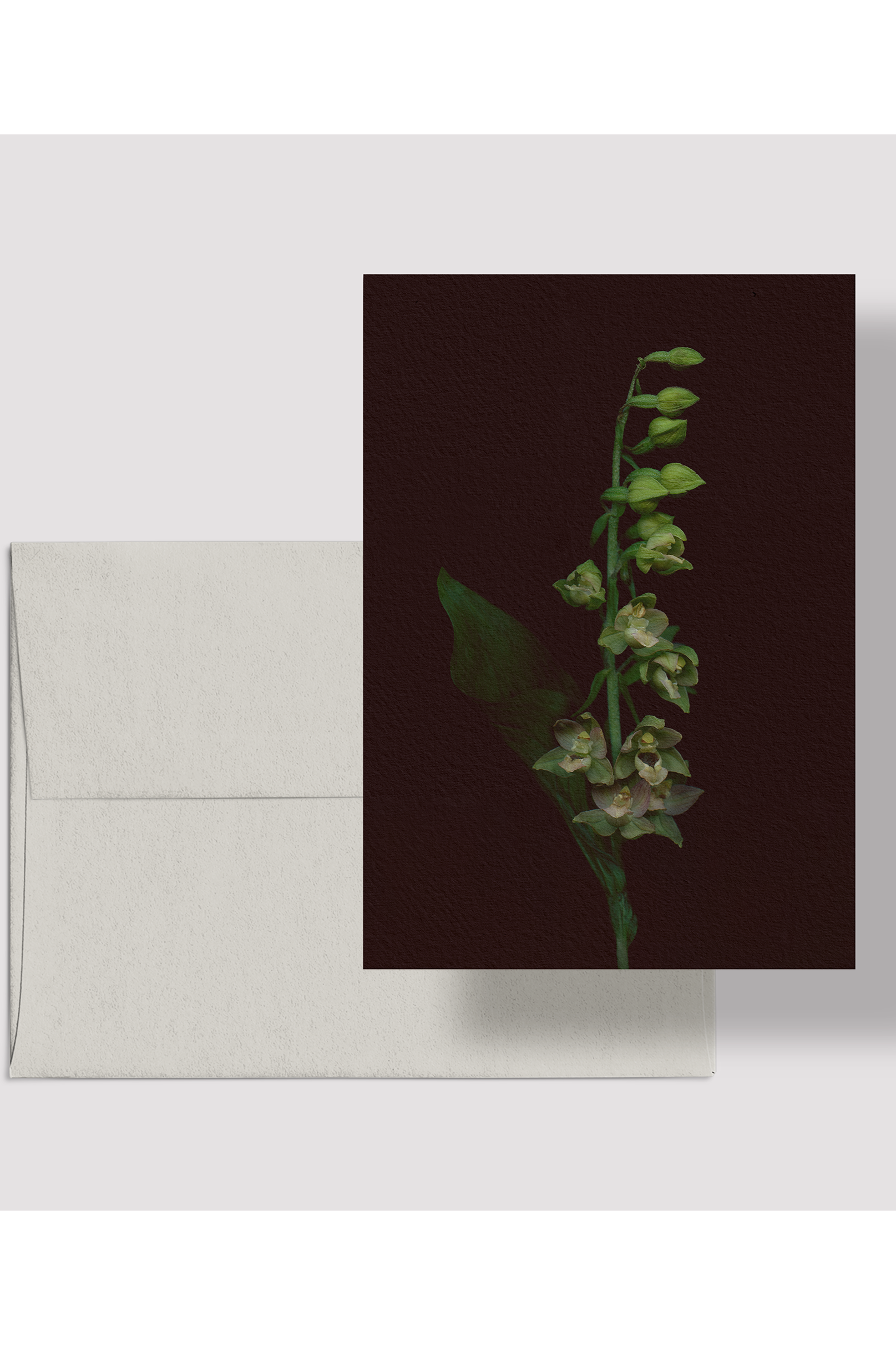 The Broad-Leaved Helleborine card ©Raoul & Simone