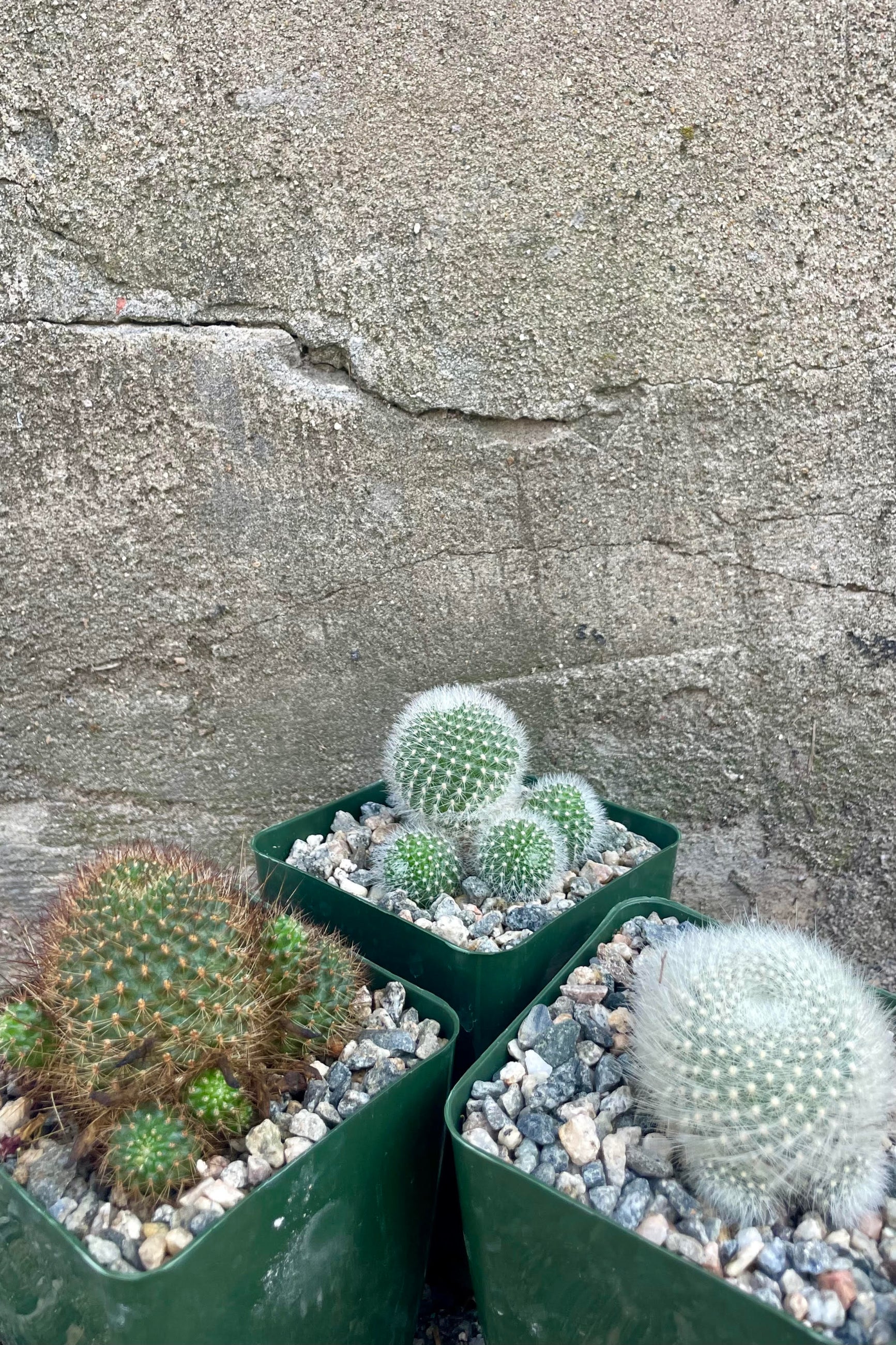 Photo of three cactus against a cement wall. Each cactus is in a green square pot topped with white and gray rocks. The Cacti are green with either grown or white spines and are round in shape with small round offsets growing around each plant. These are Rebutia Cactus. ©Sprout Home