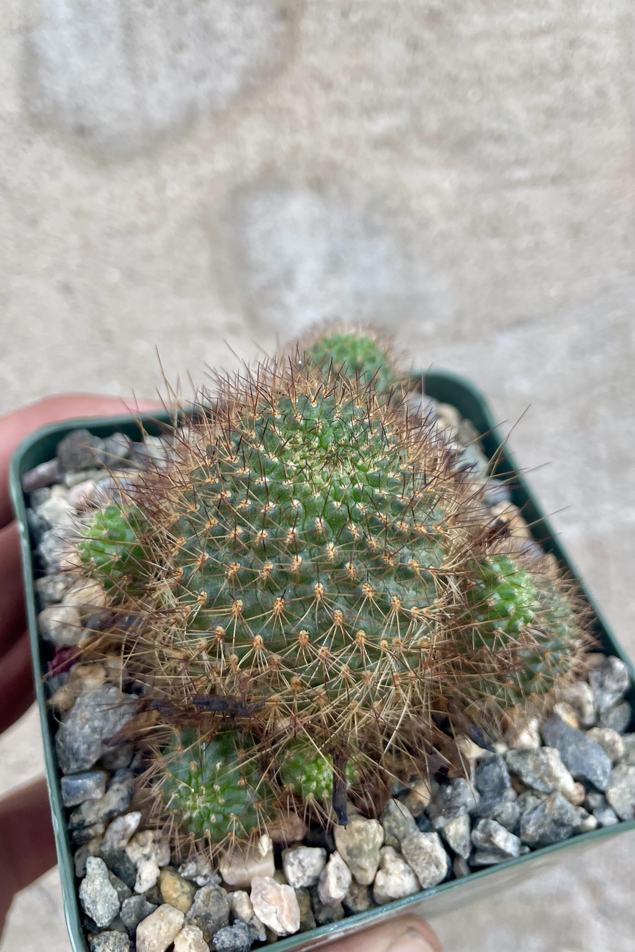 Photo of Rebutia Cactus surrounded by gravel against a cement wall. The plant is green brown spines.