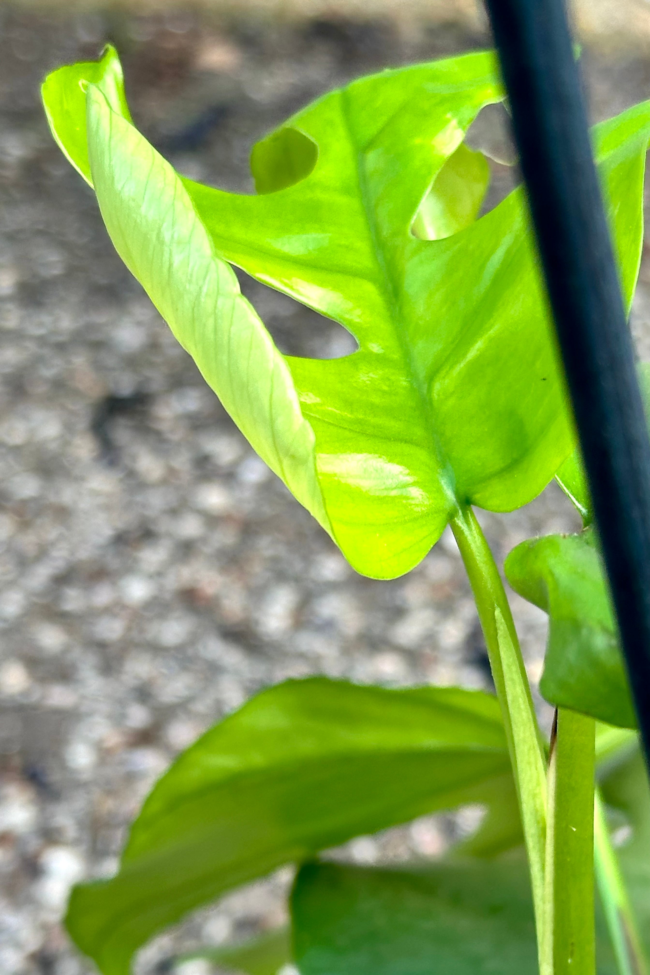 Rhaphidophora tetrasperma 6"