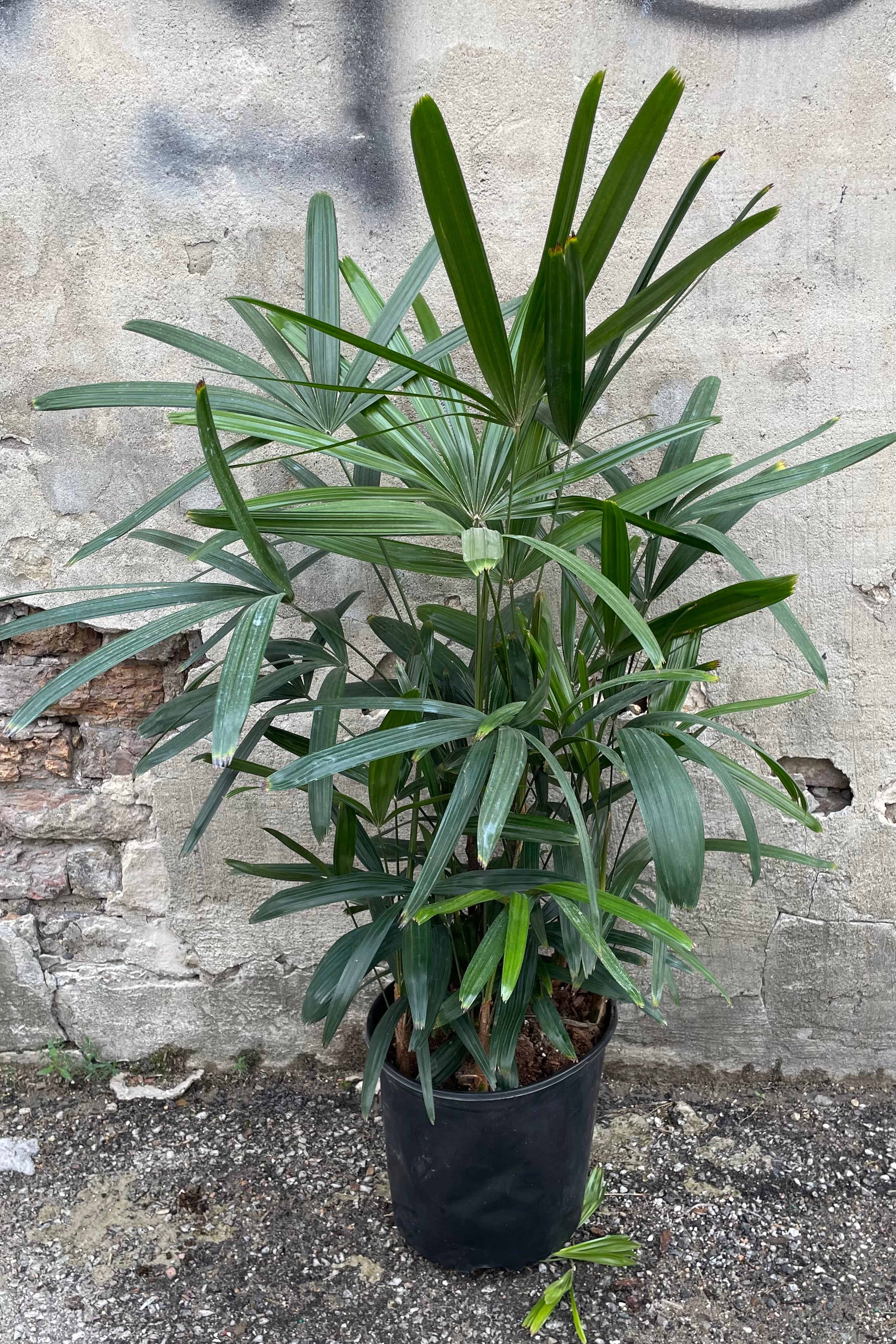 Reaps excelsa in a #3 growers pot with its green hand shaped lanced leaves