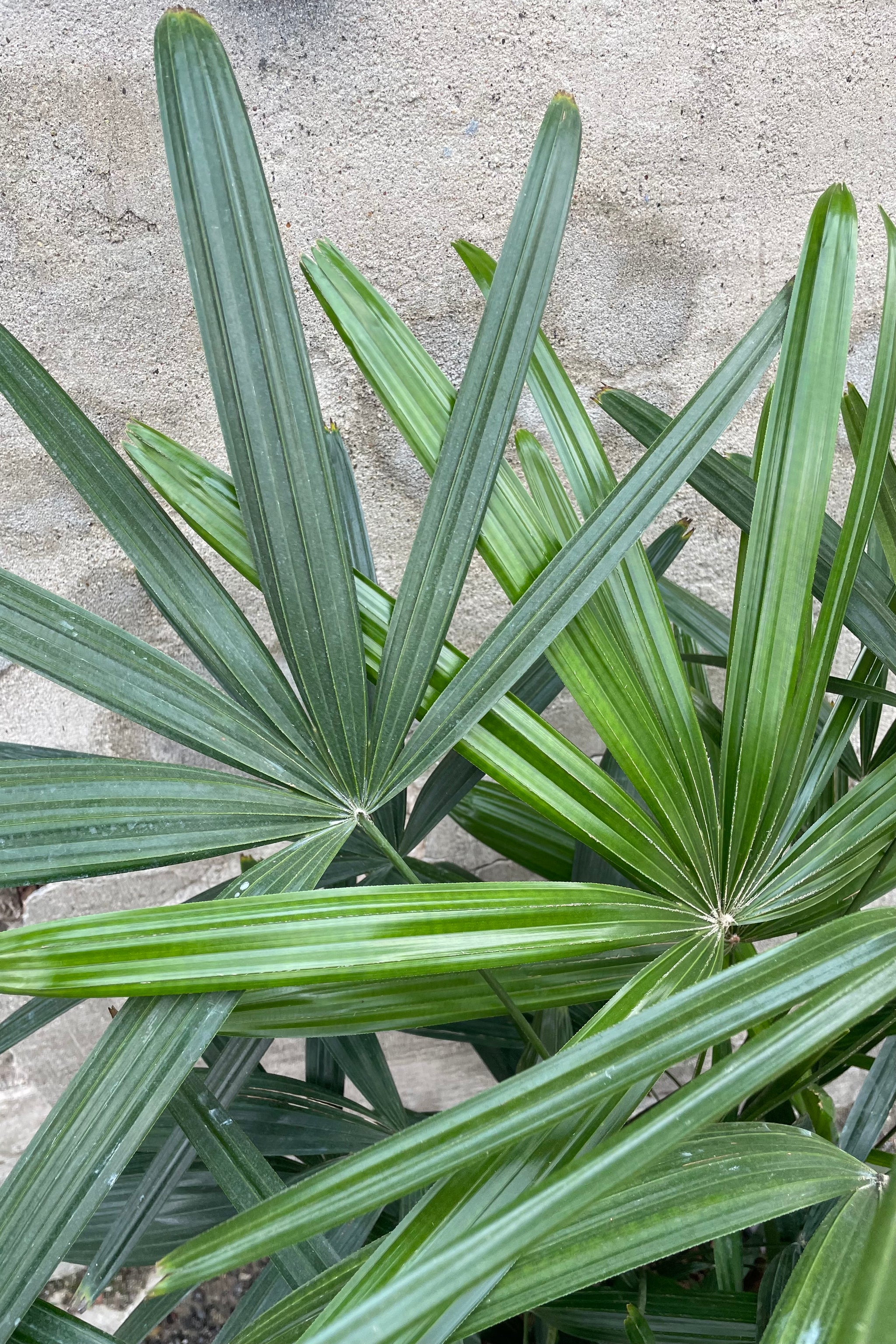broadleaf lady palm plant Rhapis excelsa #3