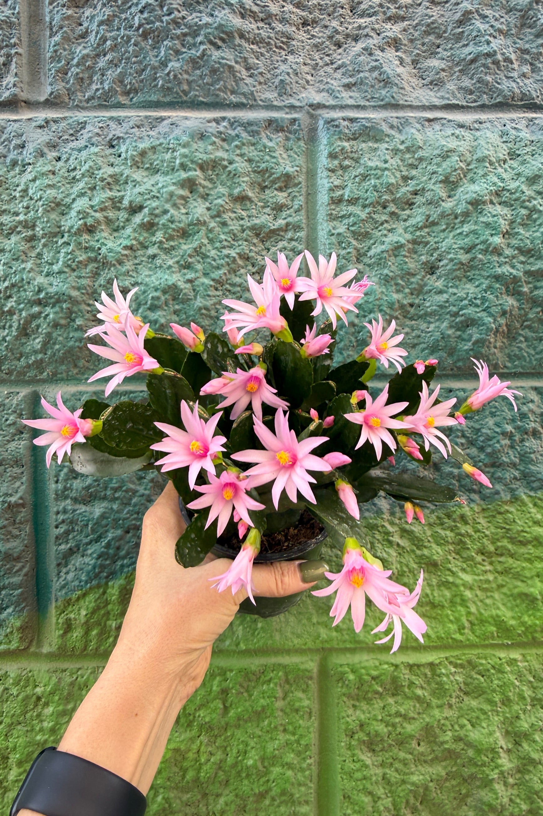 Hand holding a Rhipsalidopsis with pink flowers against a textured green wall. ©Sprout Home