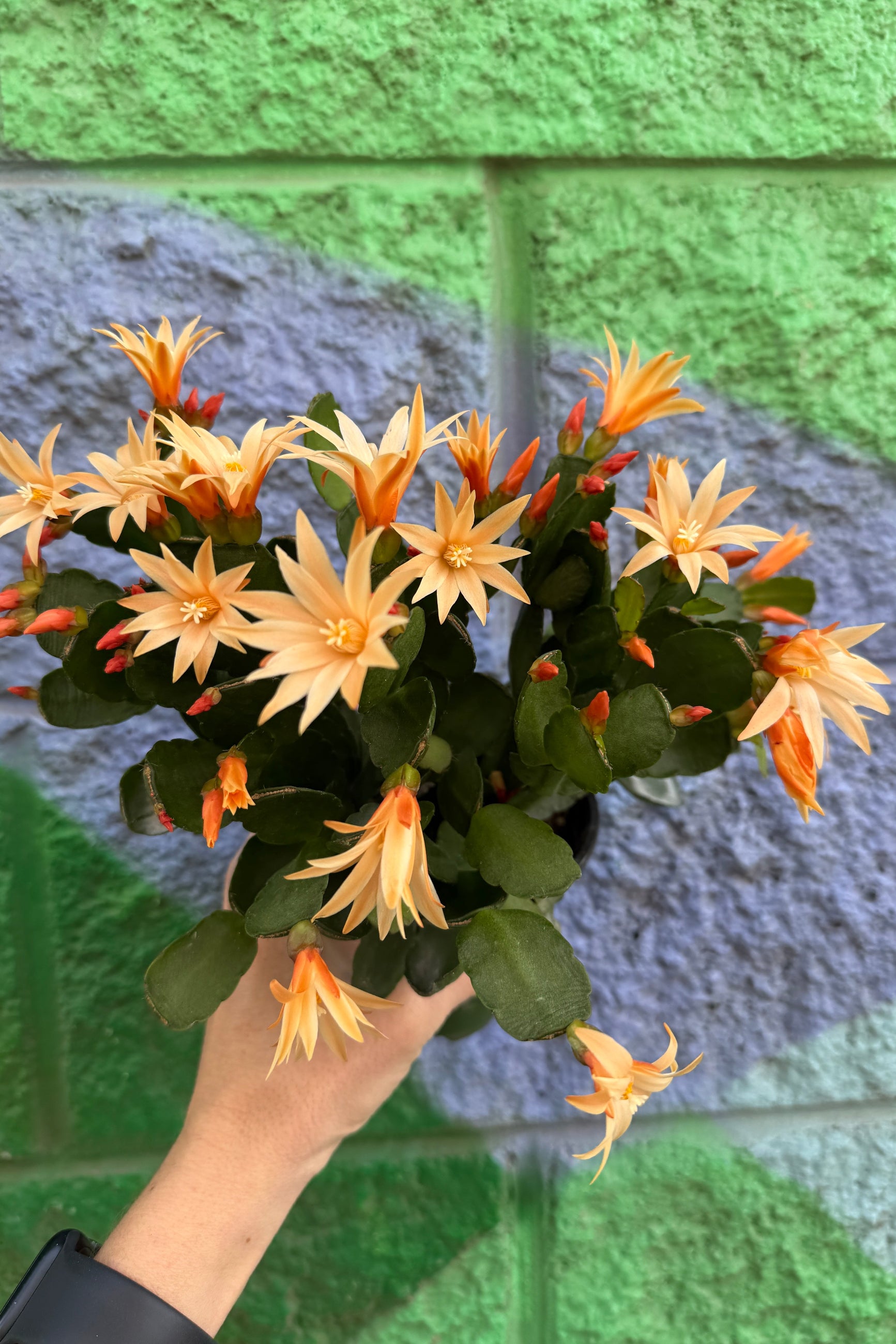 Hand holding a Spring Cactus of orange flowers against a green brick wall. ©Sprout Home