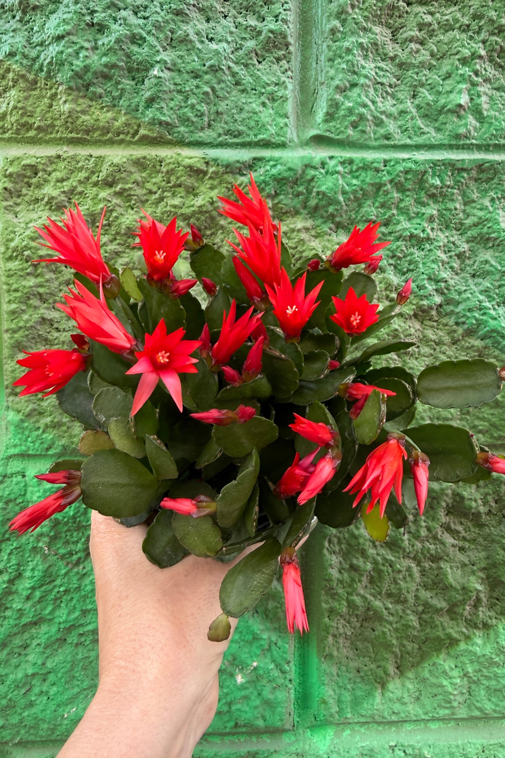 Hand holding a red flowering Spring Cactus against a green brick wall ©Sprout Home