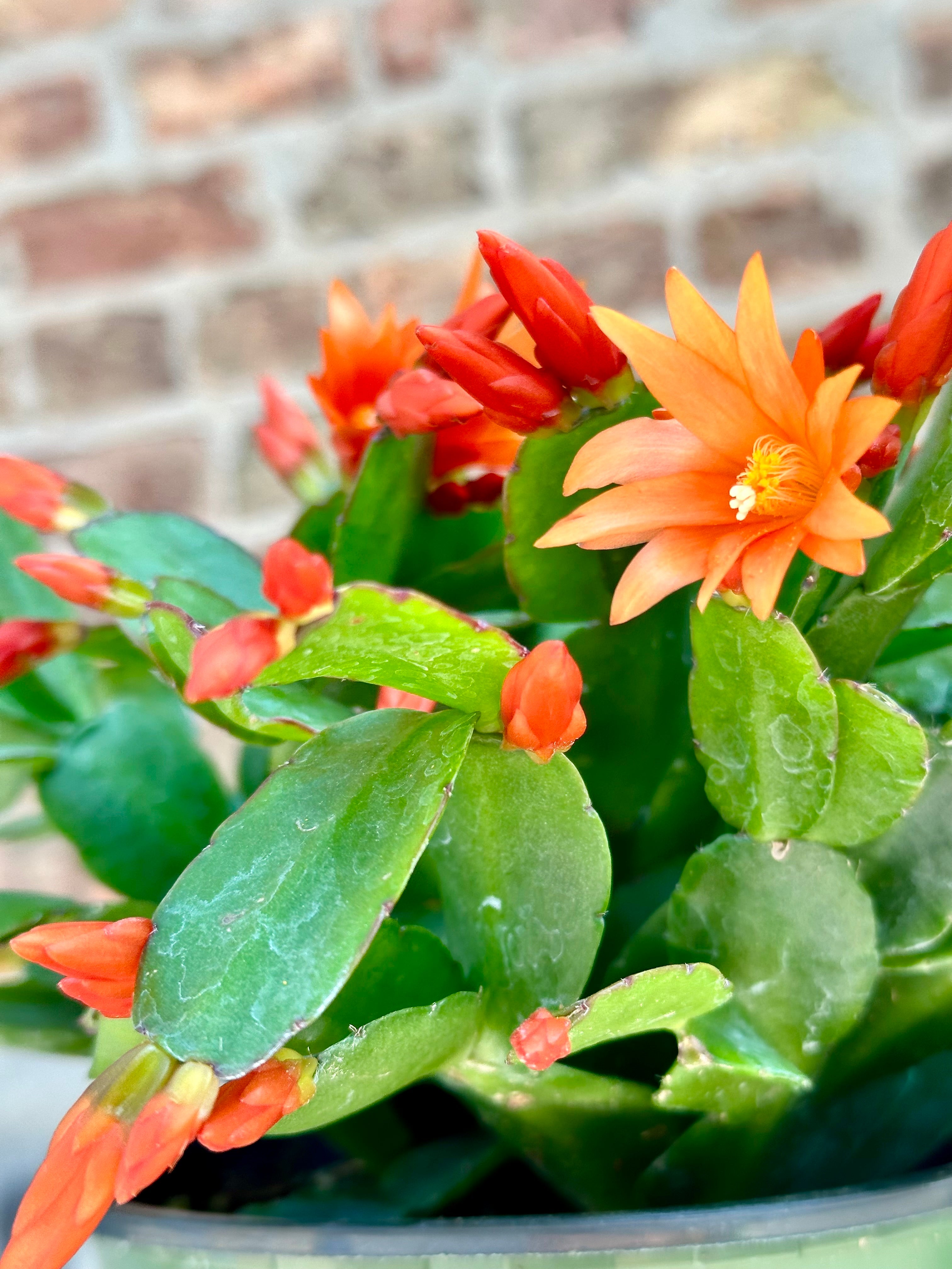 Detail shot of the bud and blooms of the Rhipsalidopsis Spring Cactus