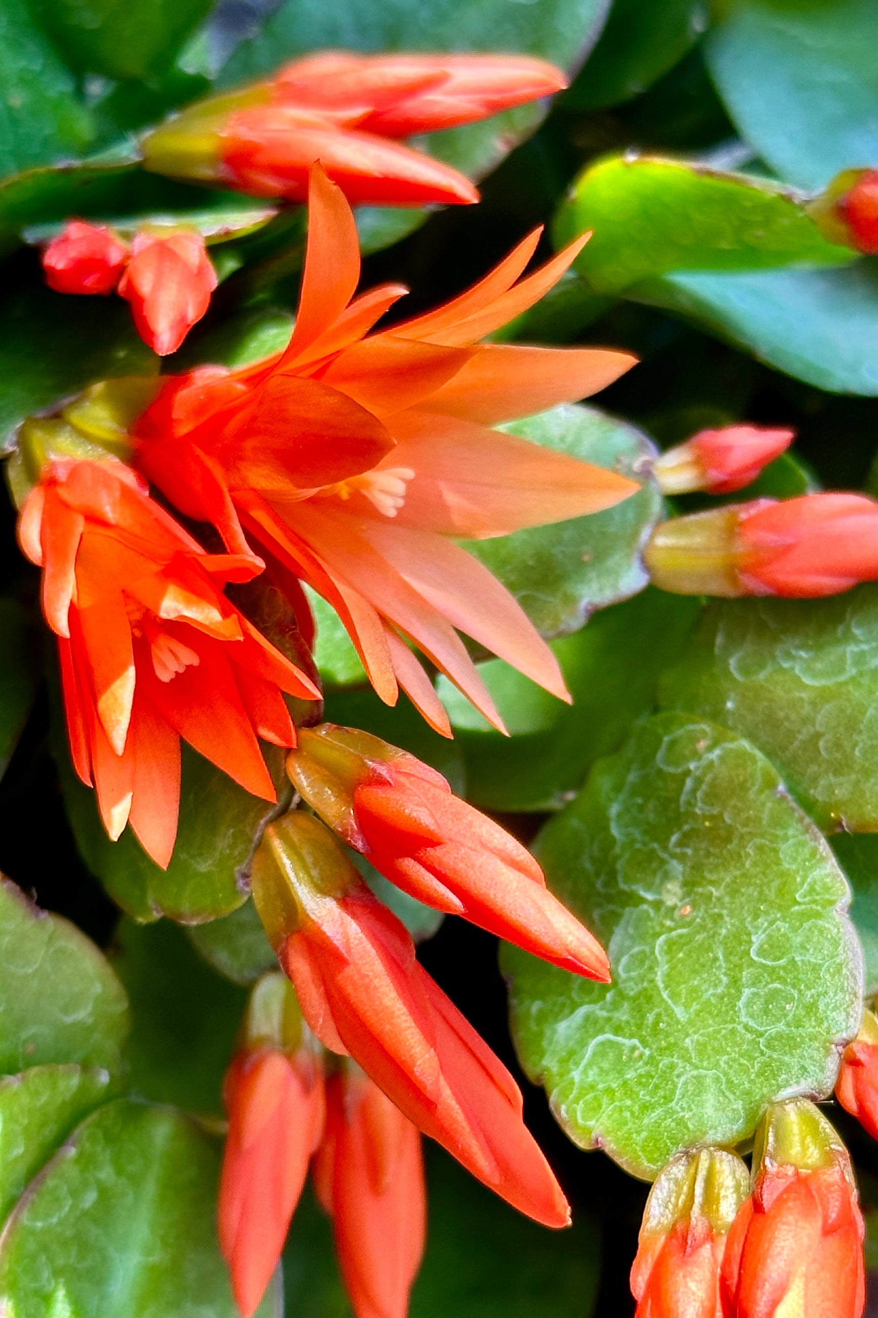 A Rhipsalidopsis "Spring Cactus" in full bloom with an orange flower up close. ©Sprout Home