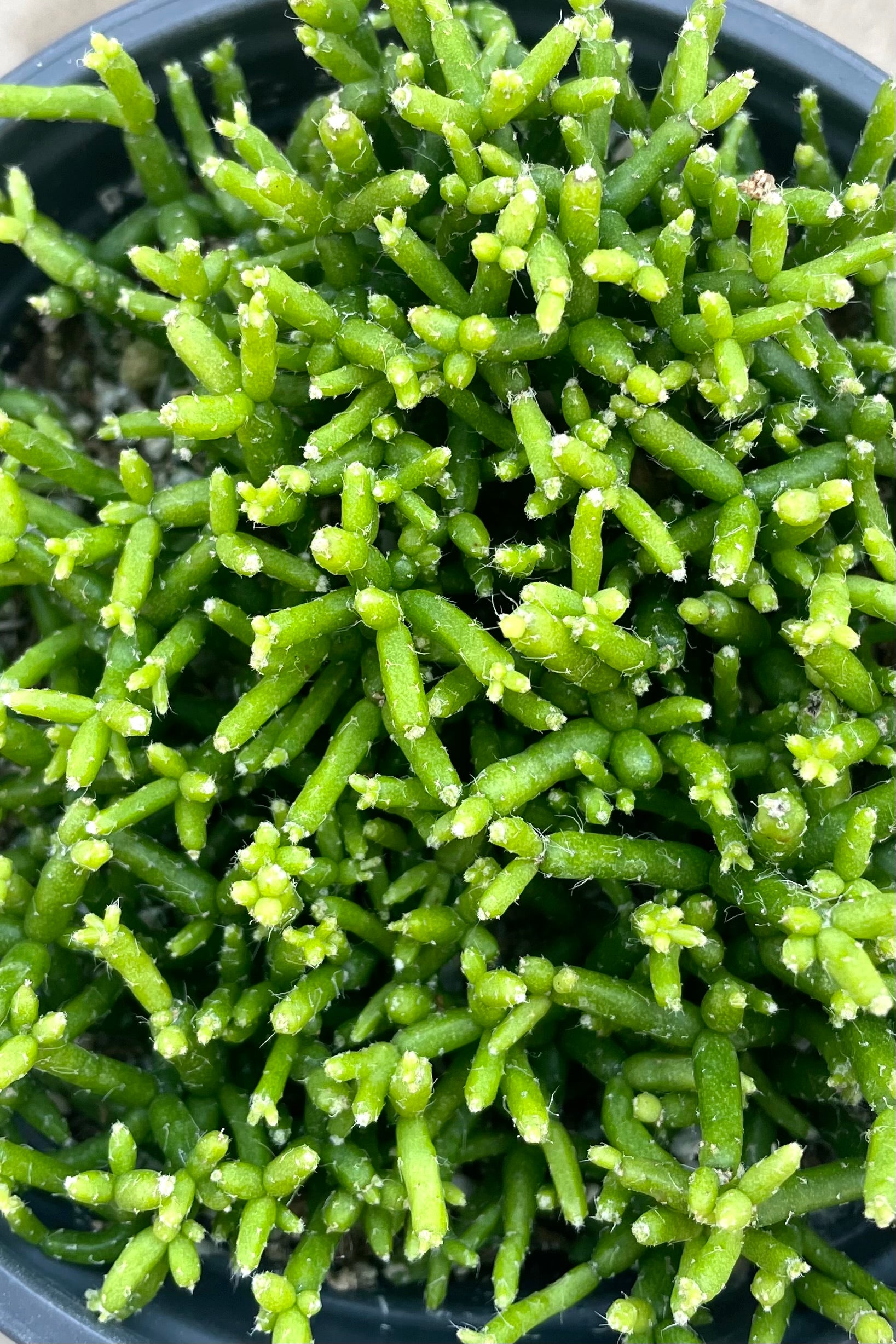 A detailed view of Rhipsalis baccifera 4"