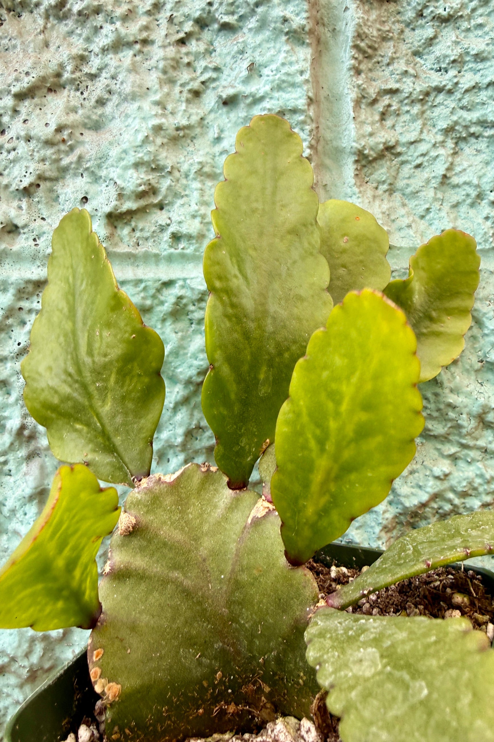Small Rhipsalis eliptica green plant with a textured wall background ©Sprout Home