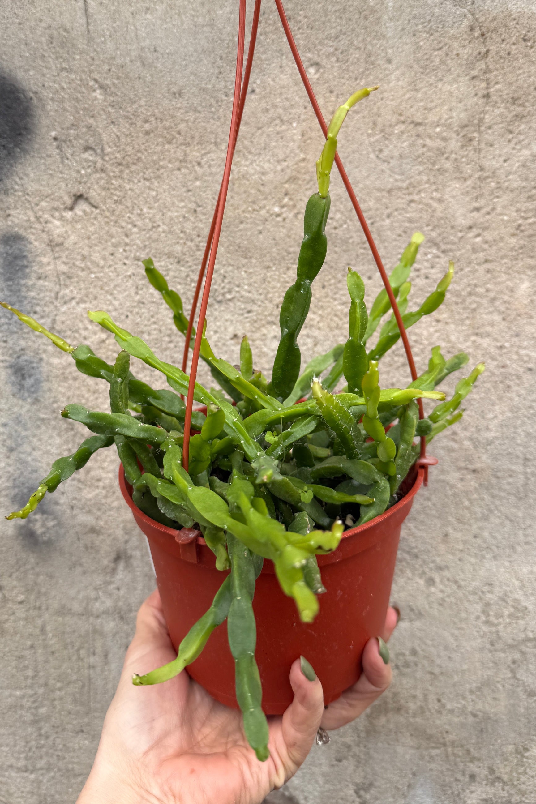 Hanging potted Rhipsalis paradoxa plant in a 6" growers pot held by a hand against a concrete wall. ©Sprout Home