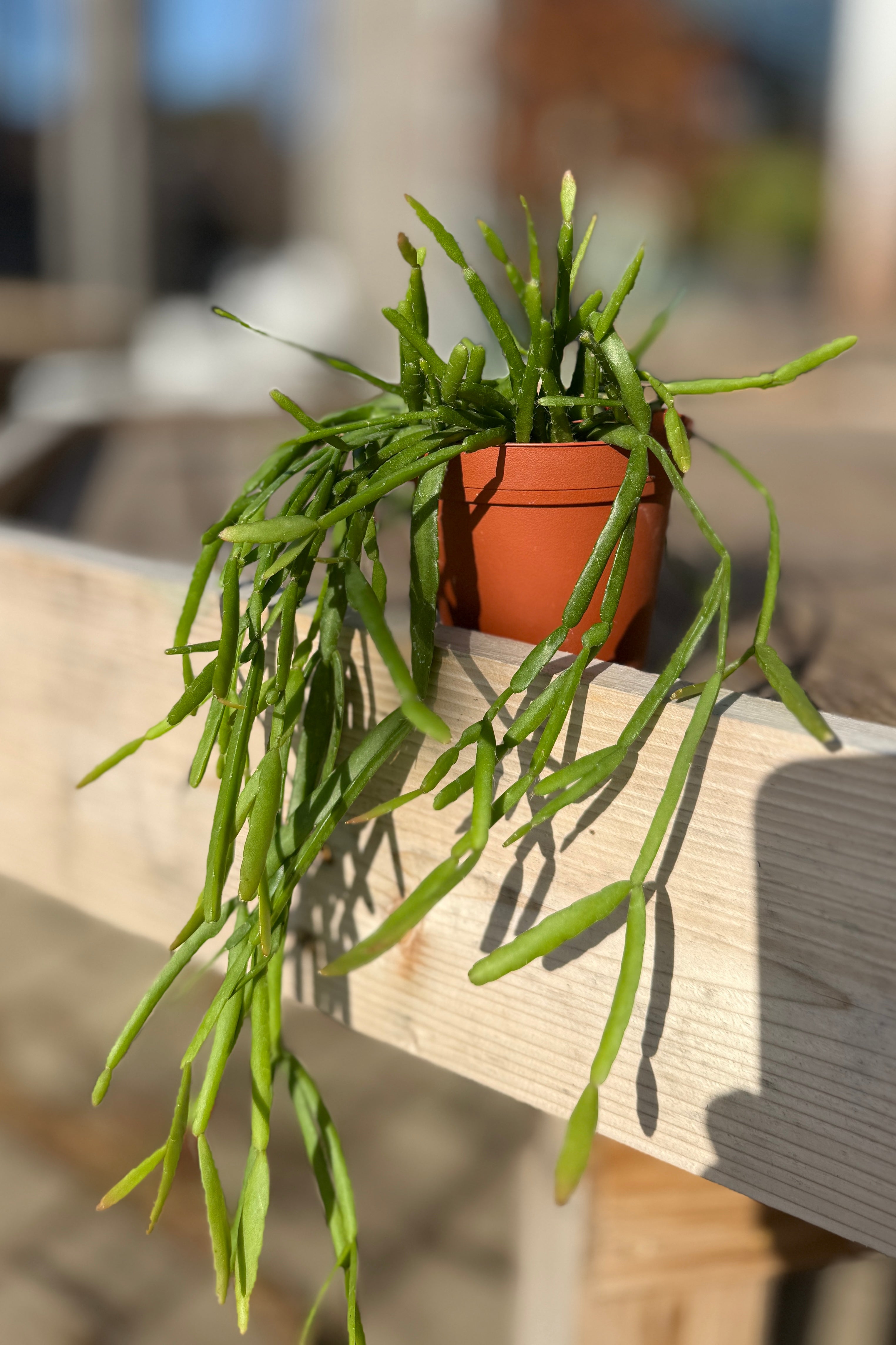 Rhipsalis trigona 4"