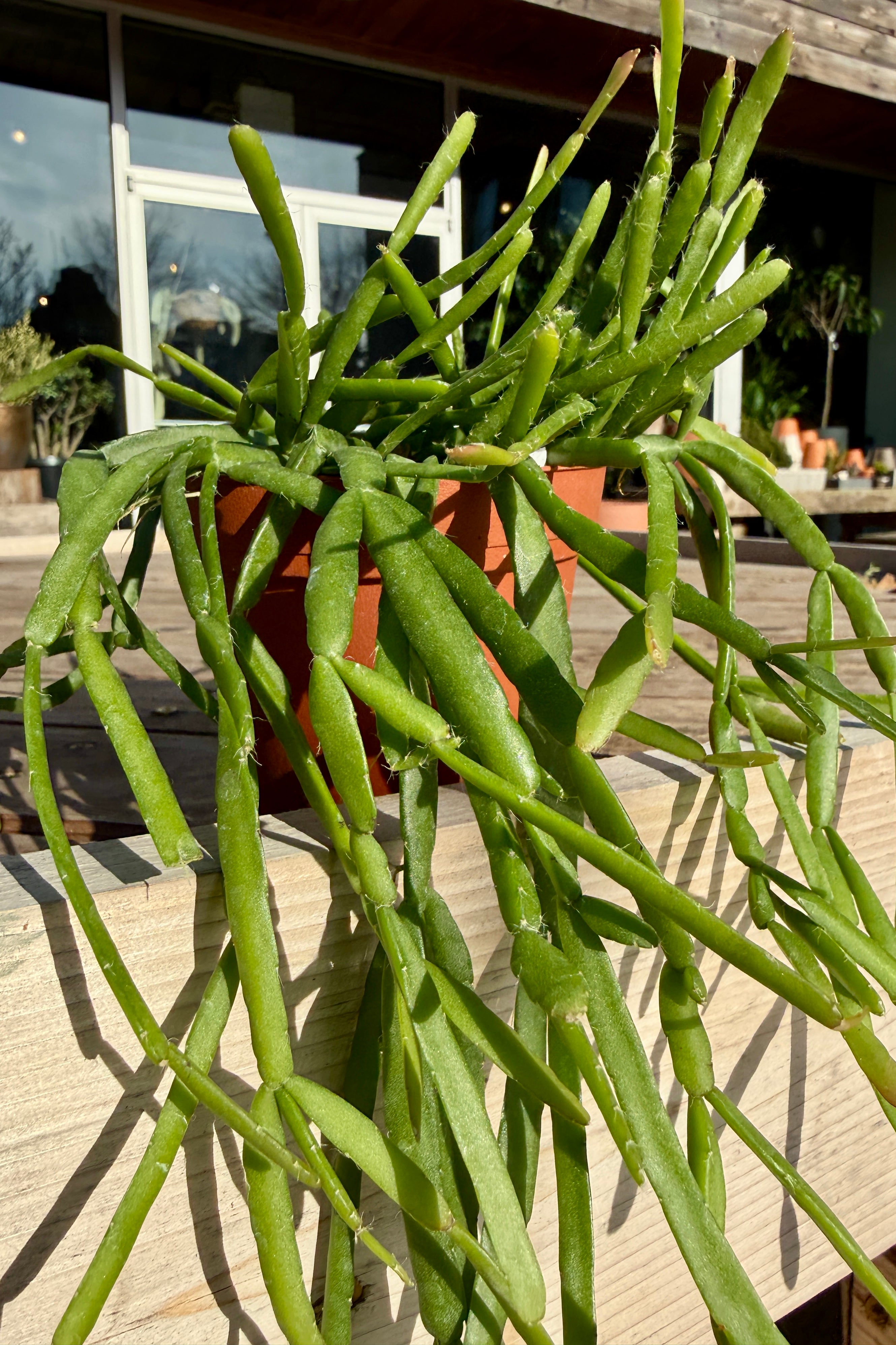 Rhipsalis trigona 4"