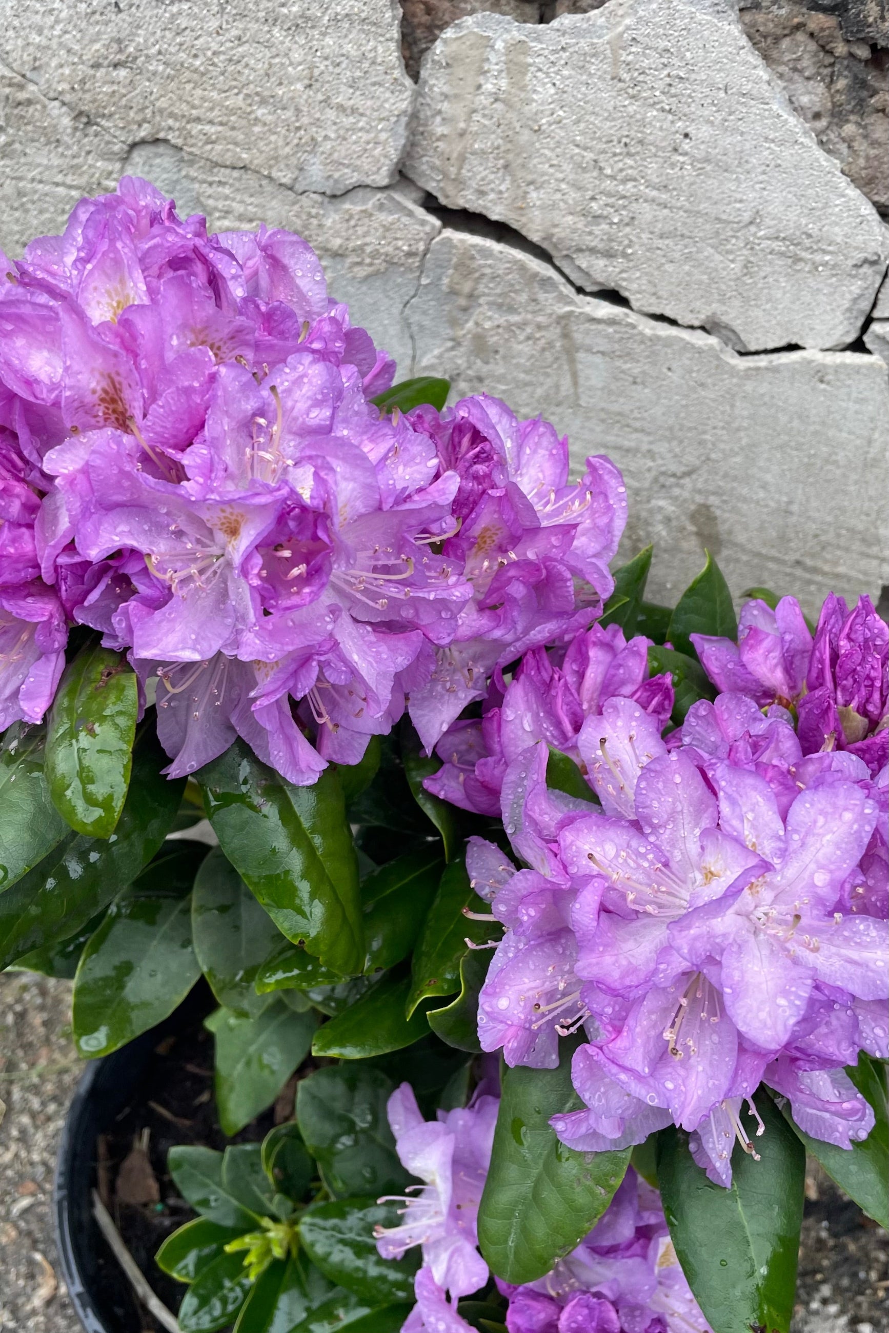The bright purple blooms of the Rhododendron 'Minnetonka' in full glory middle of May ©Sprout Home