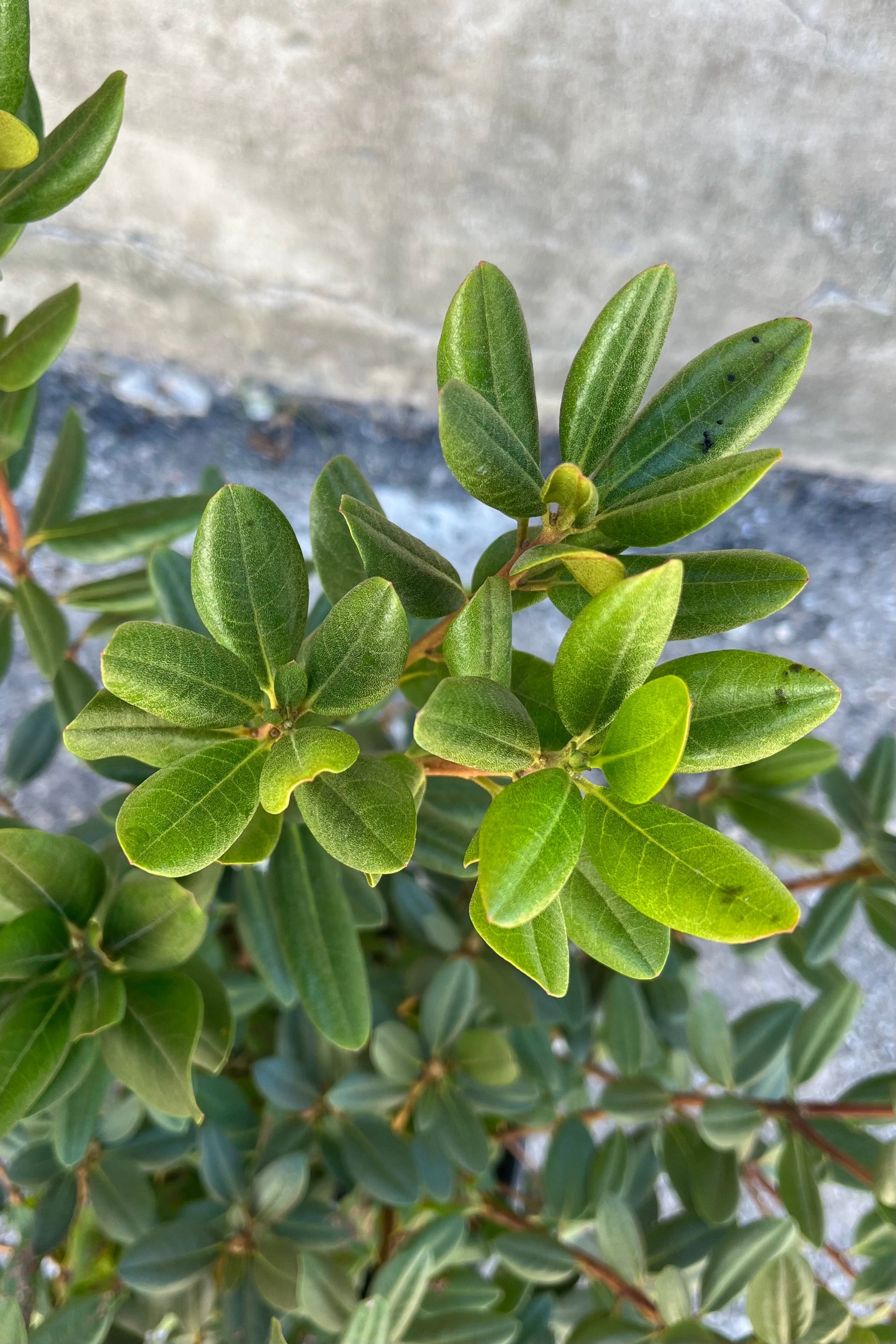detail image of the Rhododendron 'P.J.M' in Sprout Home in late august ©Sprout Home