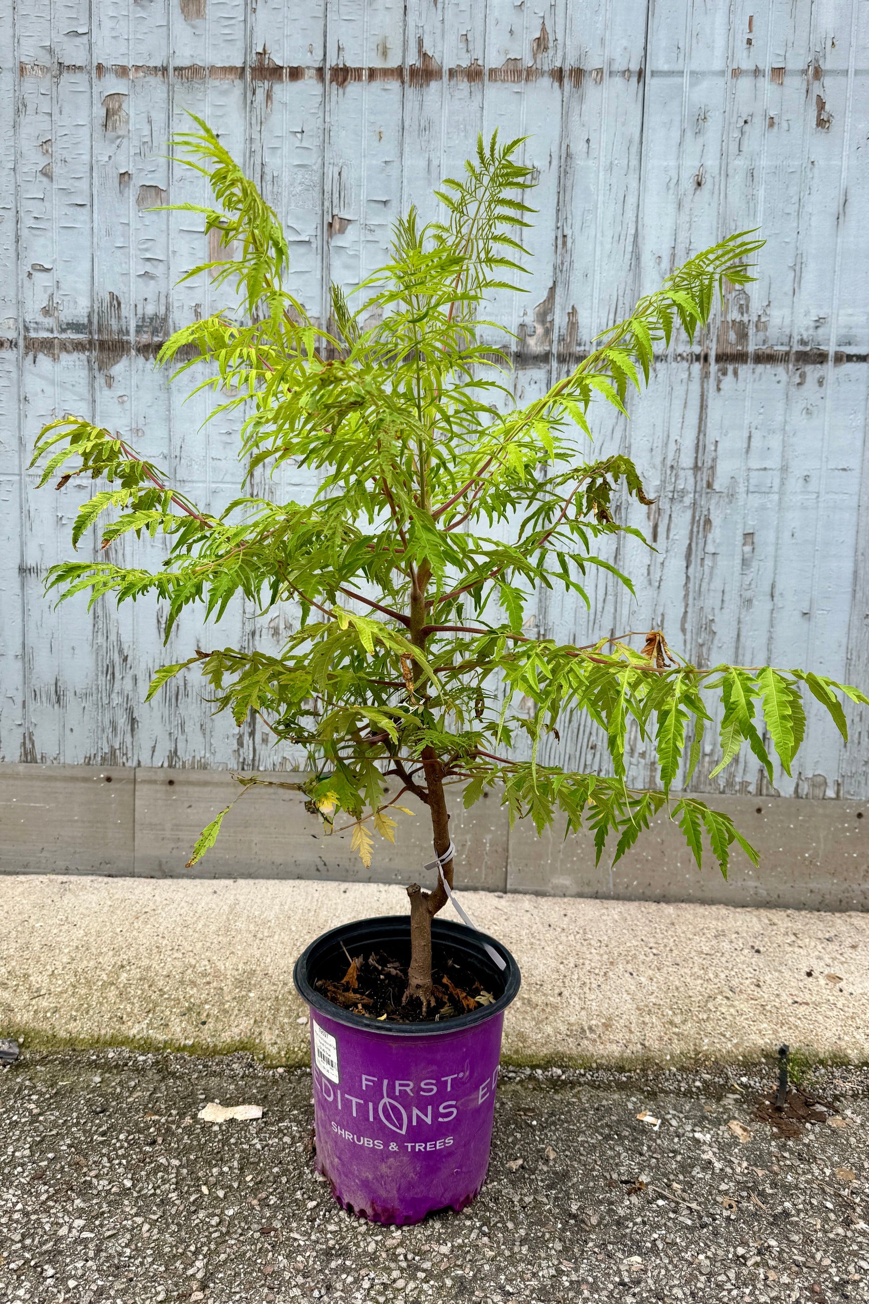 Rhus 'Tiger Eyes' in a #2 growers pot the beginning of July exhibiting bright chartreuse green leaves ©Sprout Home