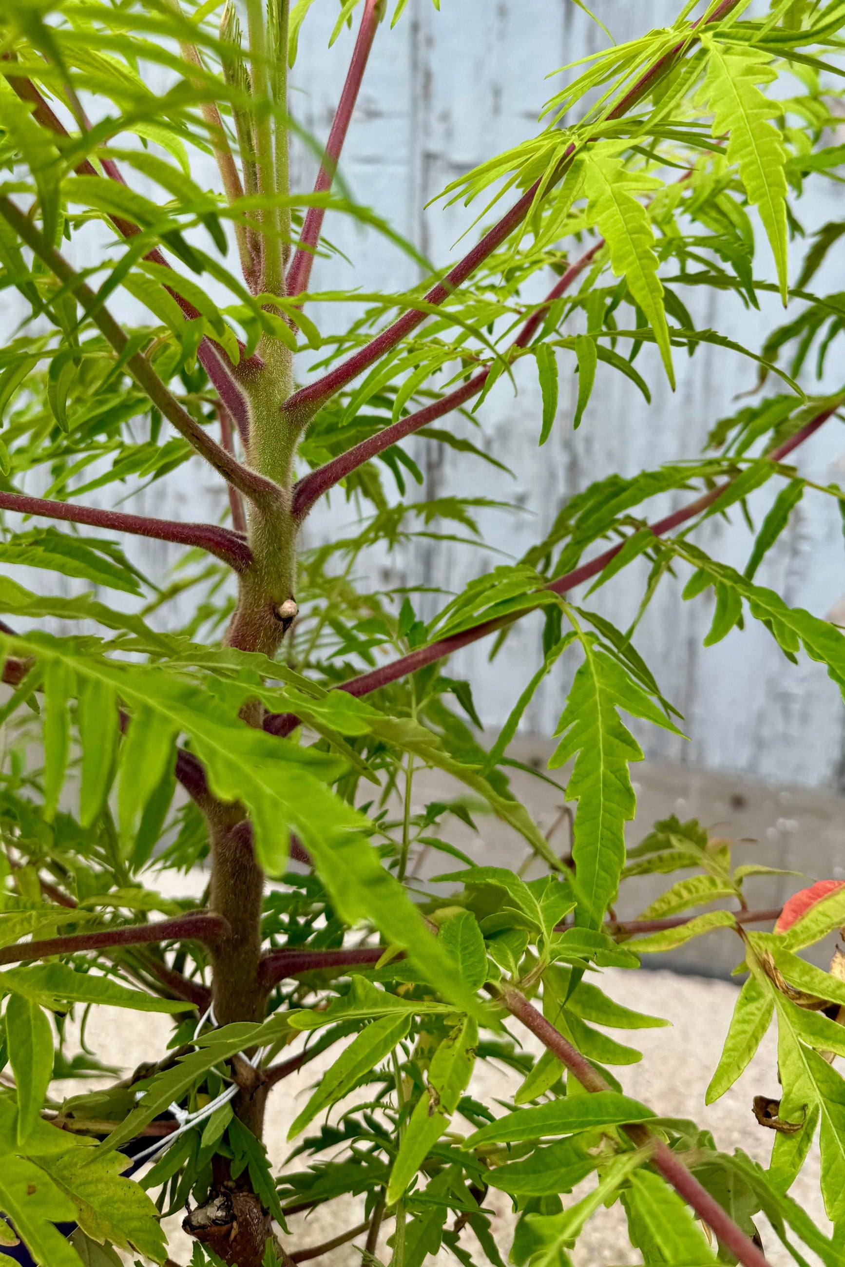 Rhus 'Tiger Eyes' the beginning of July exhibiting bright chartreuse green leaves ©Sprout Home
