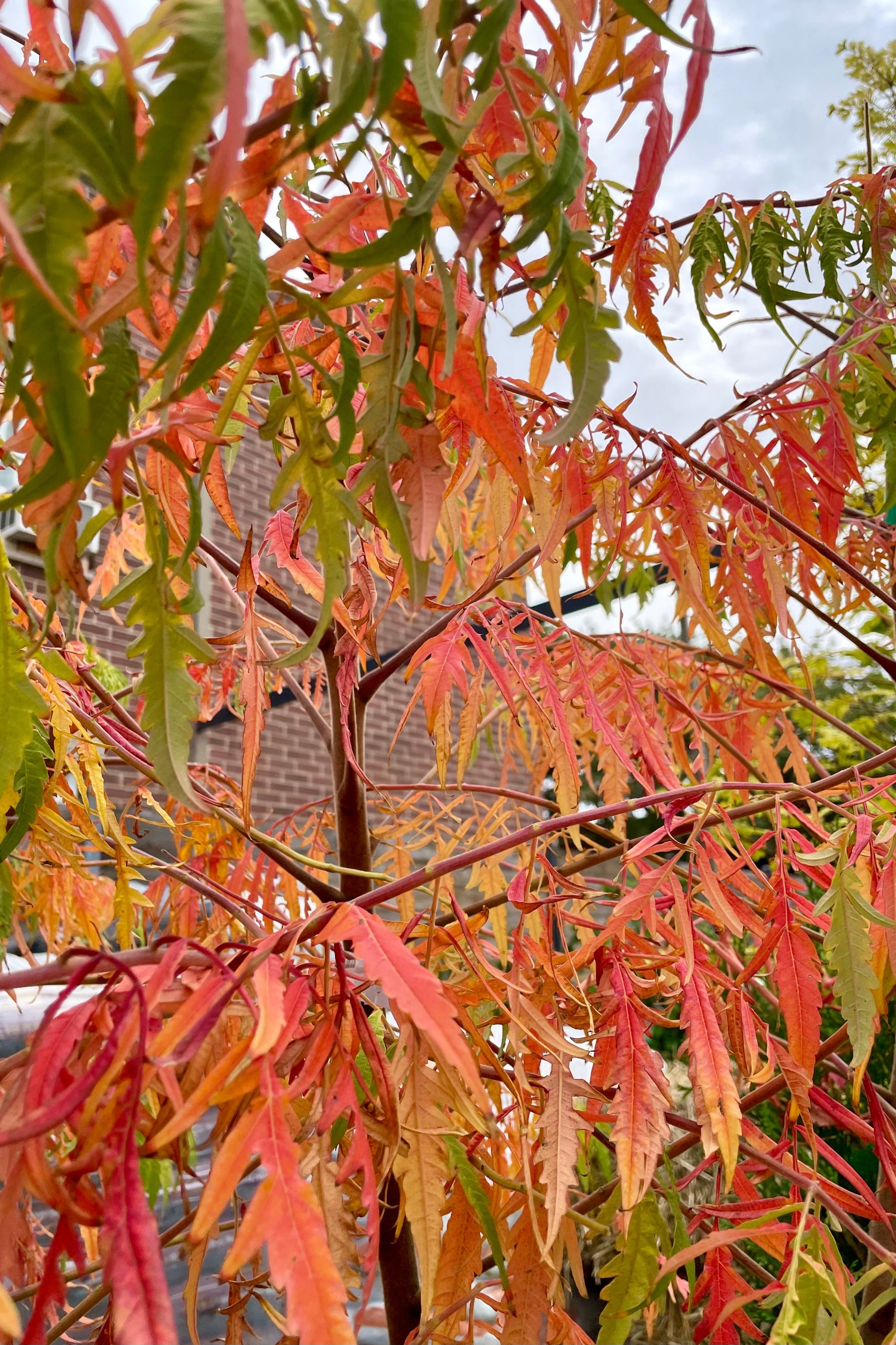 Fall coloration of the Rhus 'Tiger Eye' the beginning of October ©Sprout Home