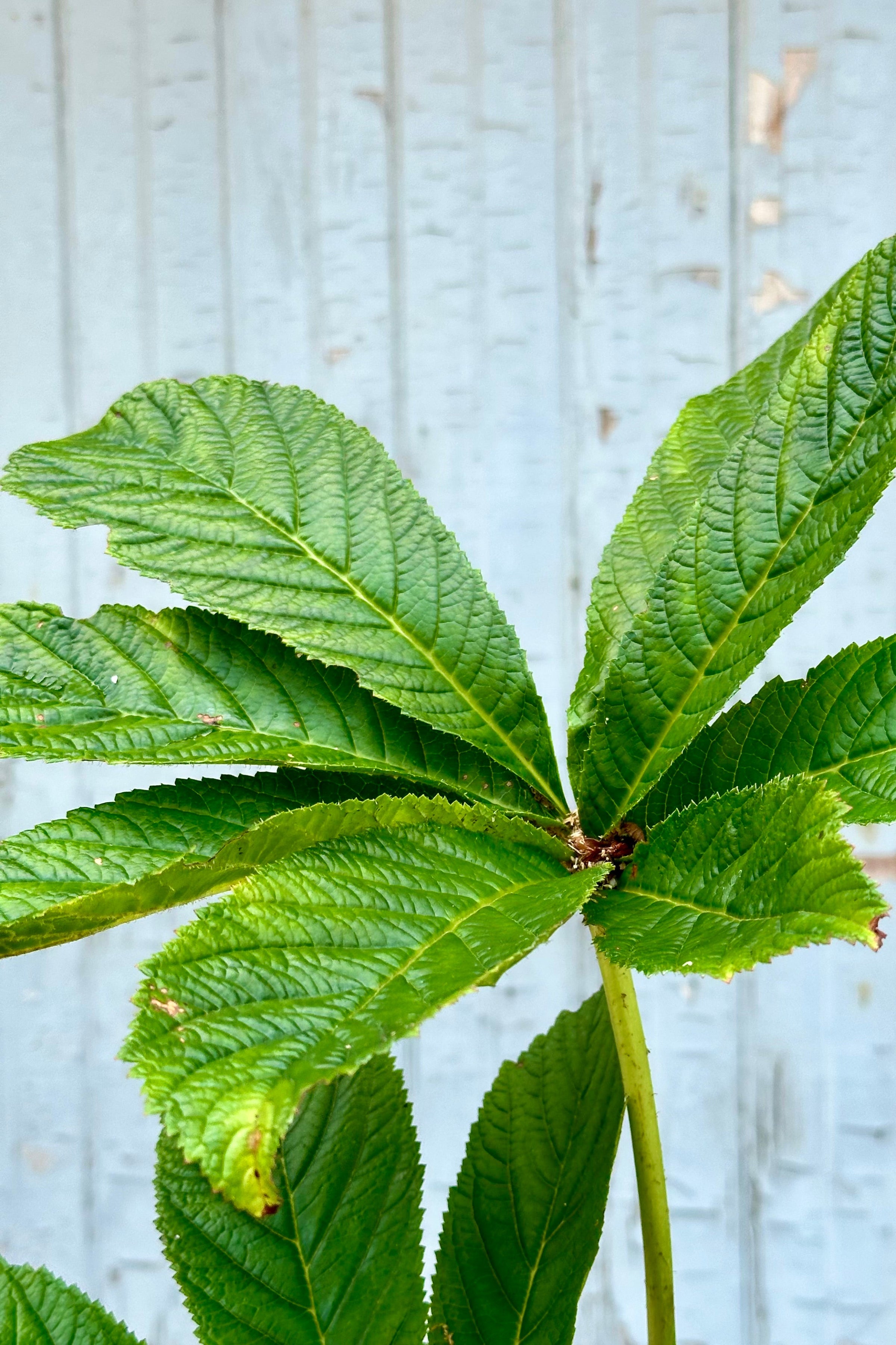 The green ovate defined leaves of Rodgersia aesculifolia mid July at Sprout Home. ©Sprout Home