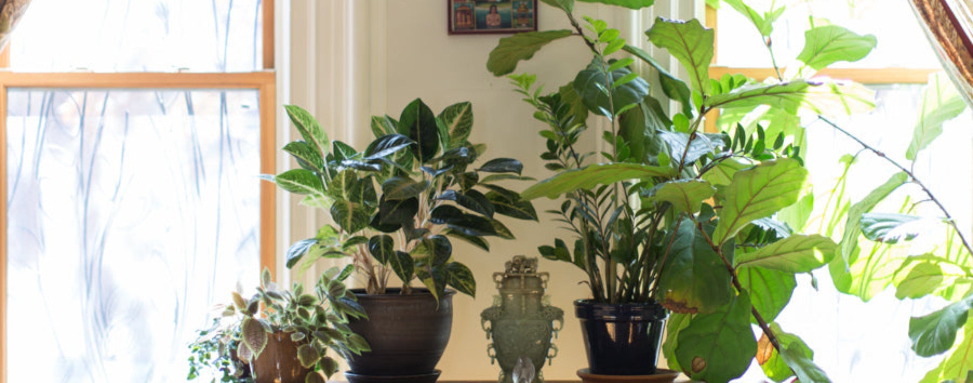 Living room with a wooden console table and various potted plants. ©Ramsay Degive for Sprout Home