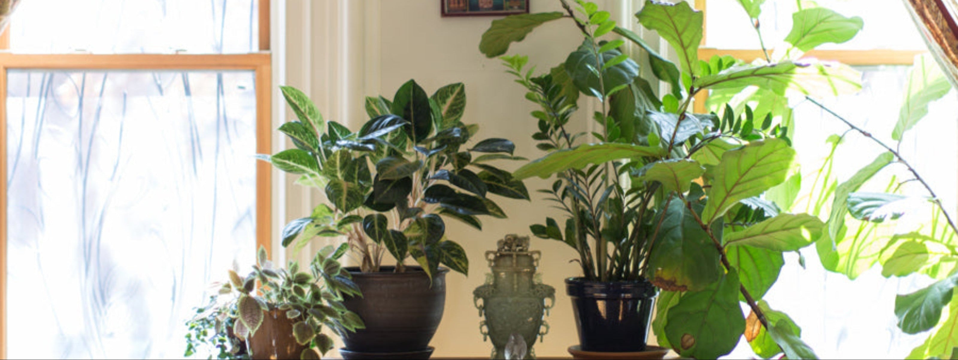 Living room with a wooden console table and various potted plants. ©Ramsay Degive for Sprout Home
