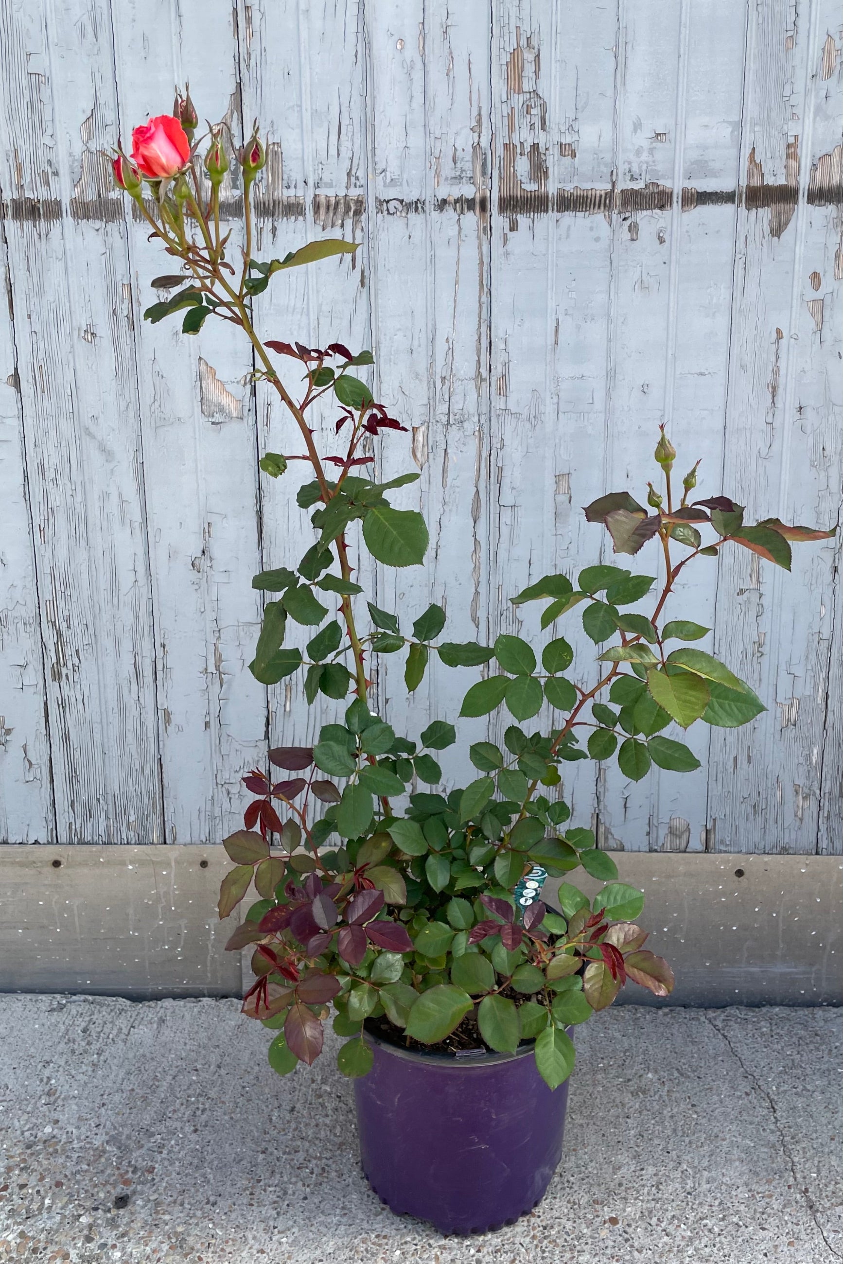 Rosa 'America' in a #3 growers pot just starting to bloom its light cherry red colored flowers the end of May ©Sprout Home