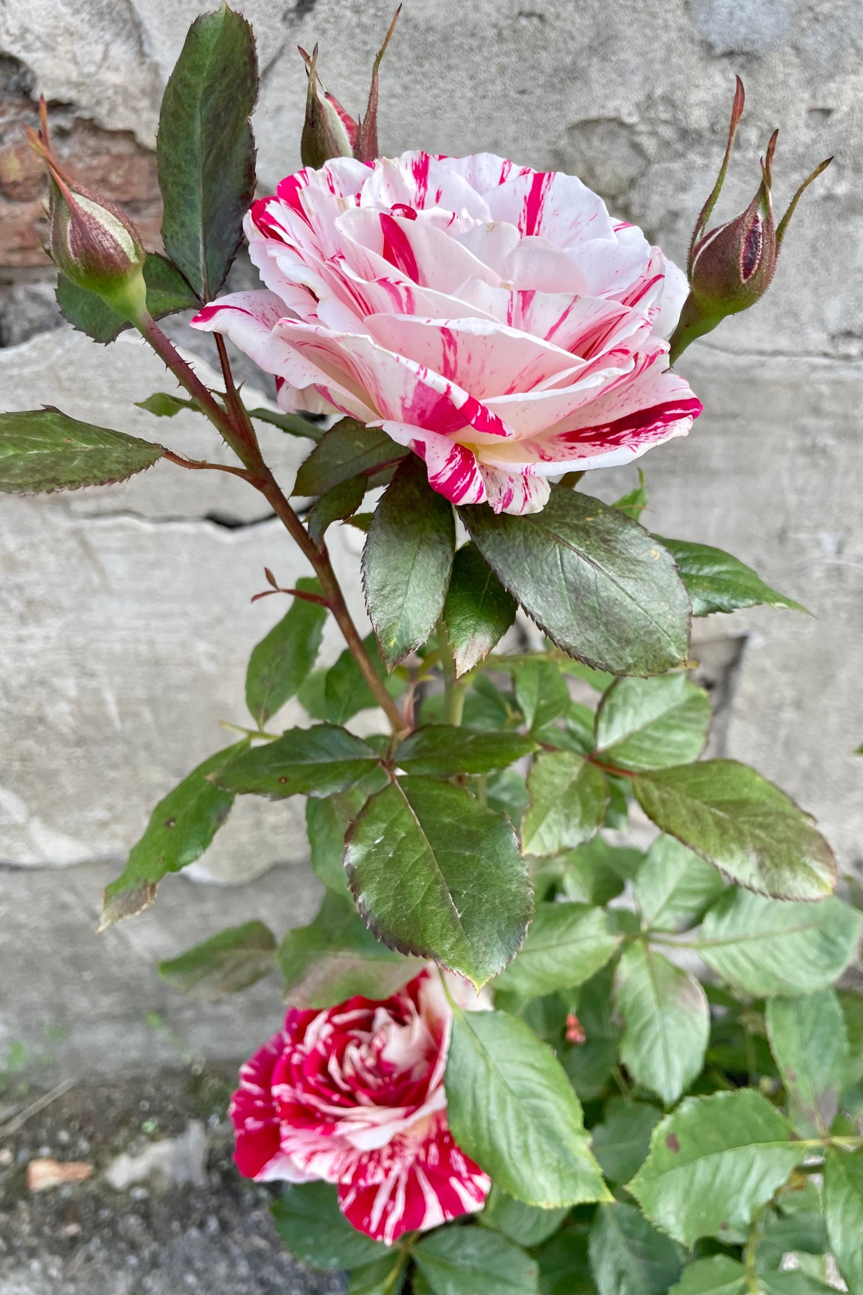 The white and red striped petals of Rosa 'Avant Garde' in early May with the first blooms. ©Sprout Home
