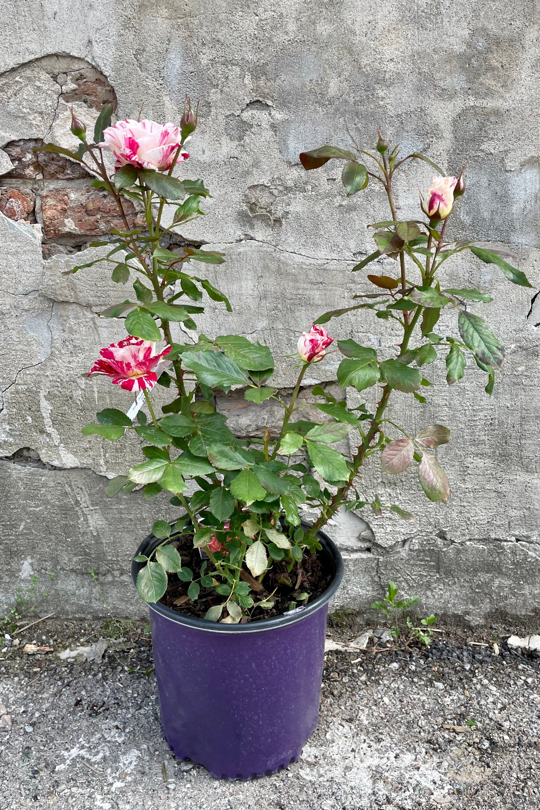 Rosa 'Avant Garde' in a #3 growers pot just starting to bloom in its white and red flowers the beginning of May at Sprout Home. ©Sprout Home