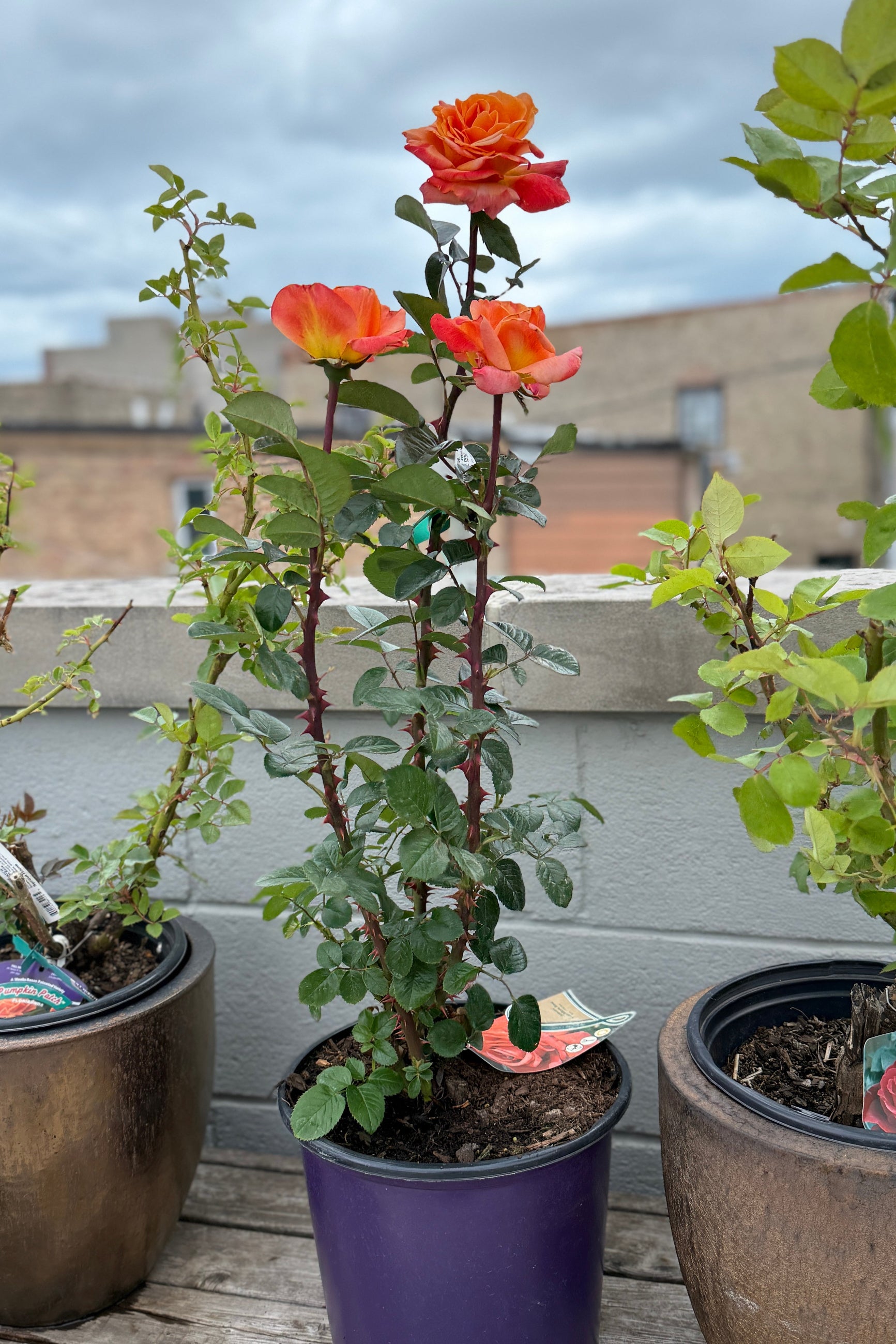 Rosa 'Arizona' in bud and bloom in a #3 growers pot mid May ©Sprout Home