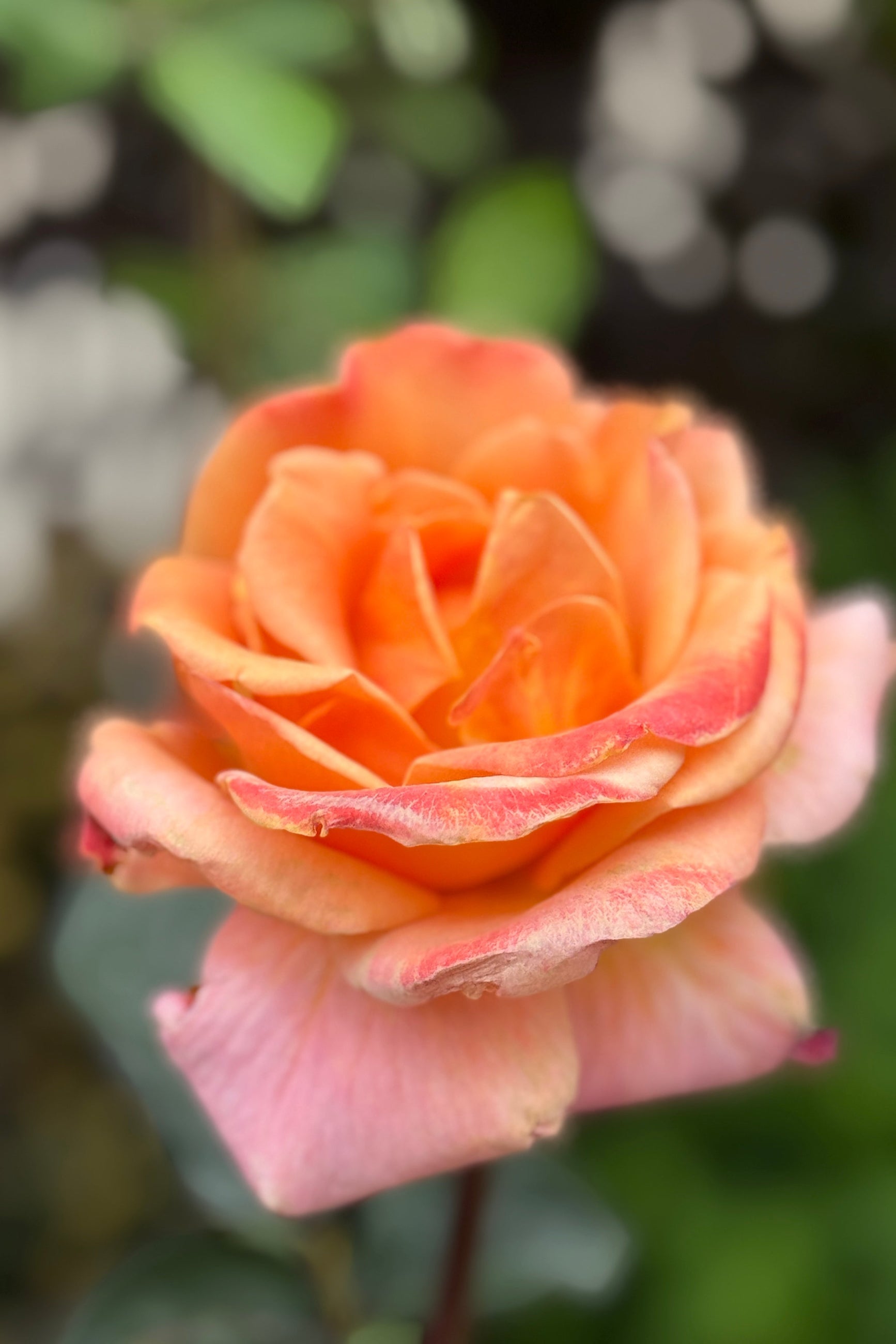 Rosa 'Arizona' flowers up close in mid May ©Sprout Home