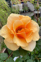 The salmon peach colored open bloom of the 'Brandy' rose the middle of May as the bush starts its summer bloom cycle. 