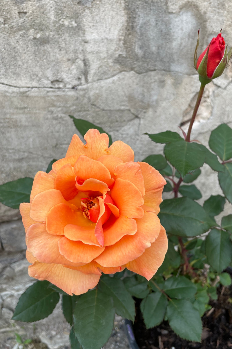 Rosa 'Brandy' open rose bloom in shades of Apricot mid May