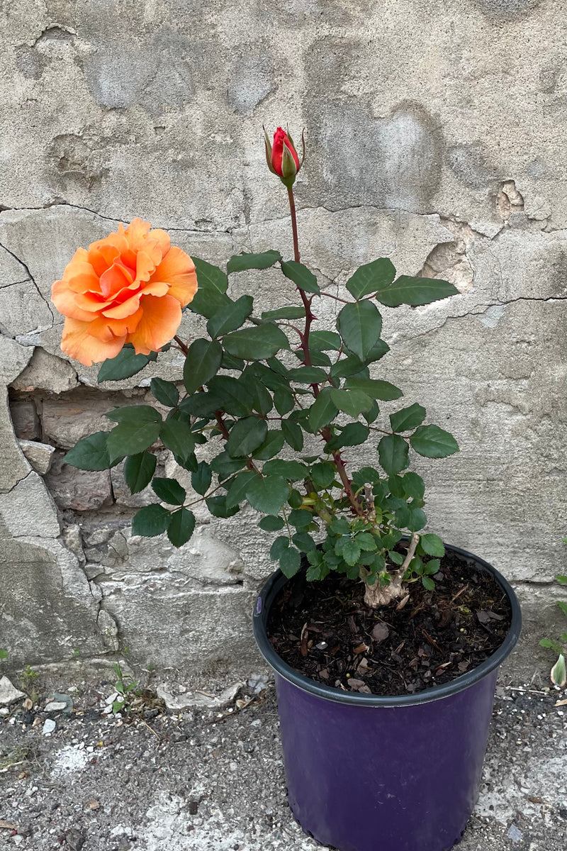 Rosa 'Brandy' mid May in bud and bloom with its apricot orange bloom against a concrete wall in a #3 container.